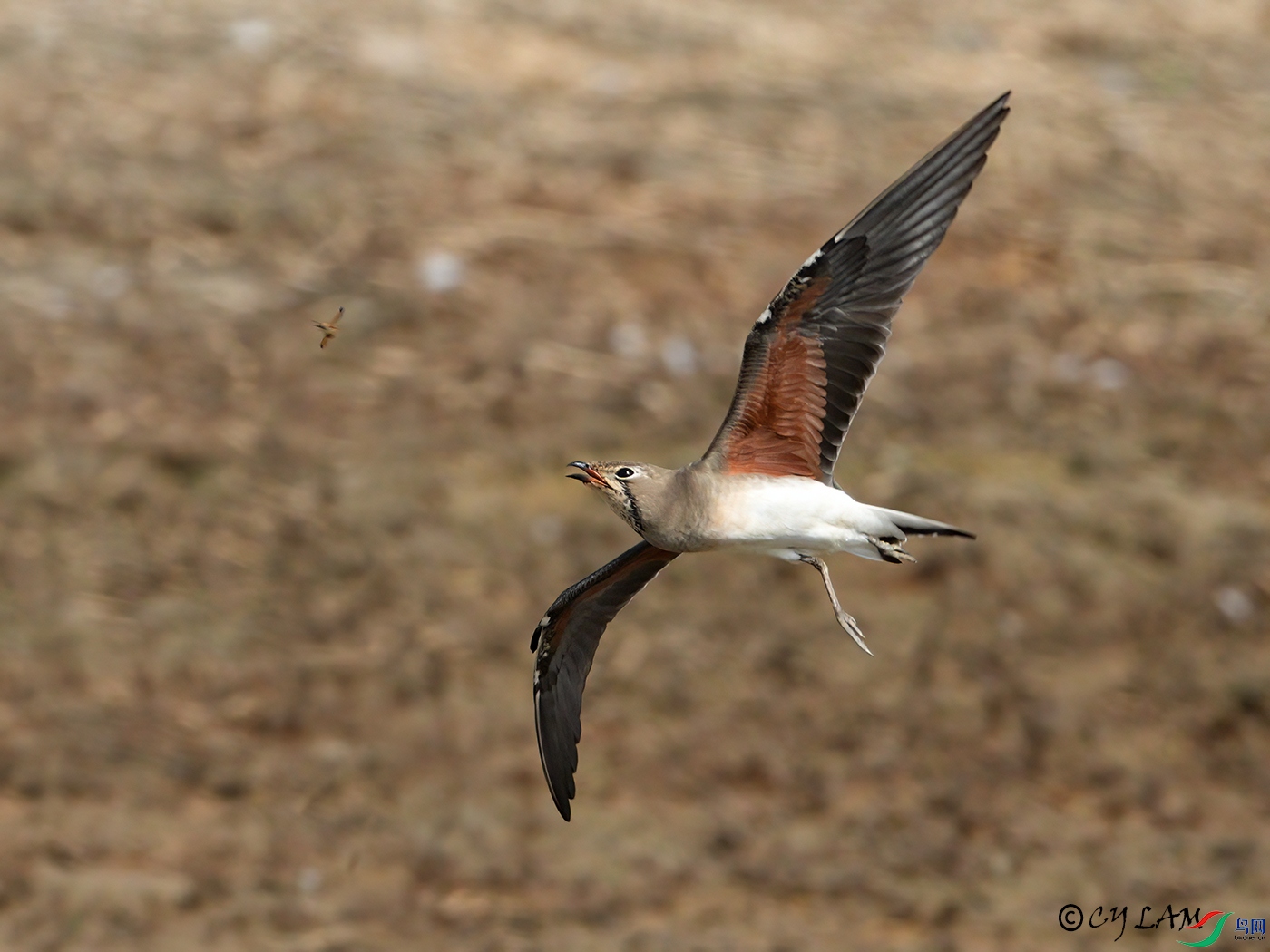 ��ͨ���� oriental pratincole