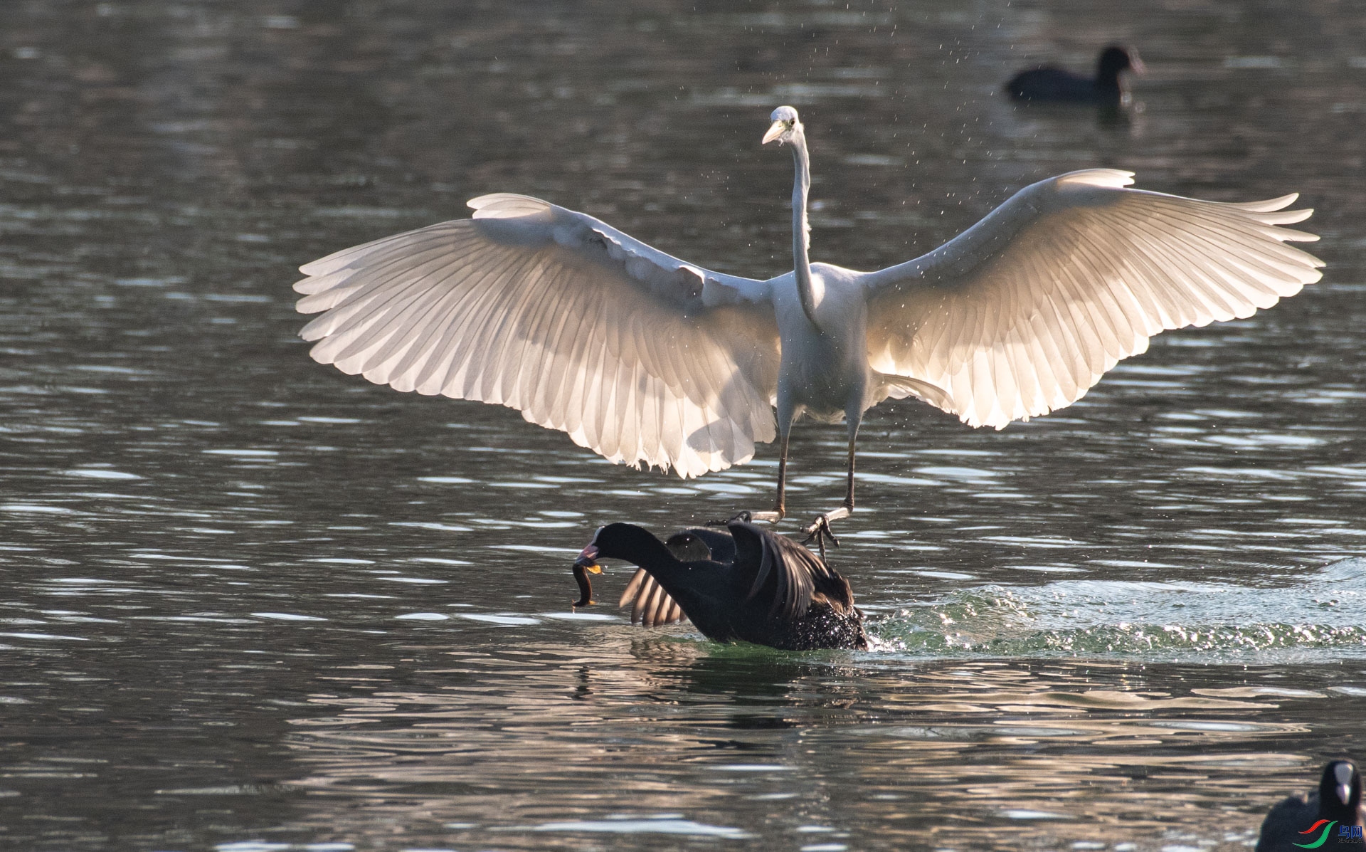 DSC_3511.jpg