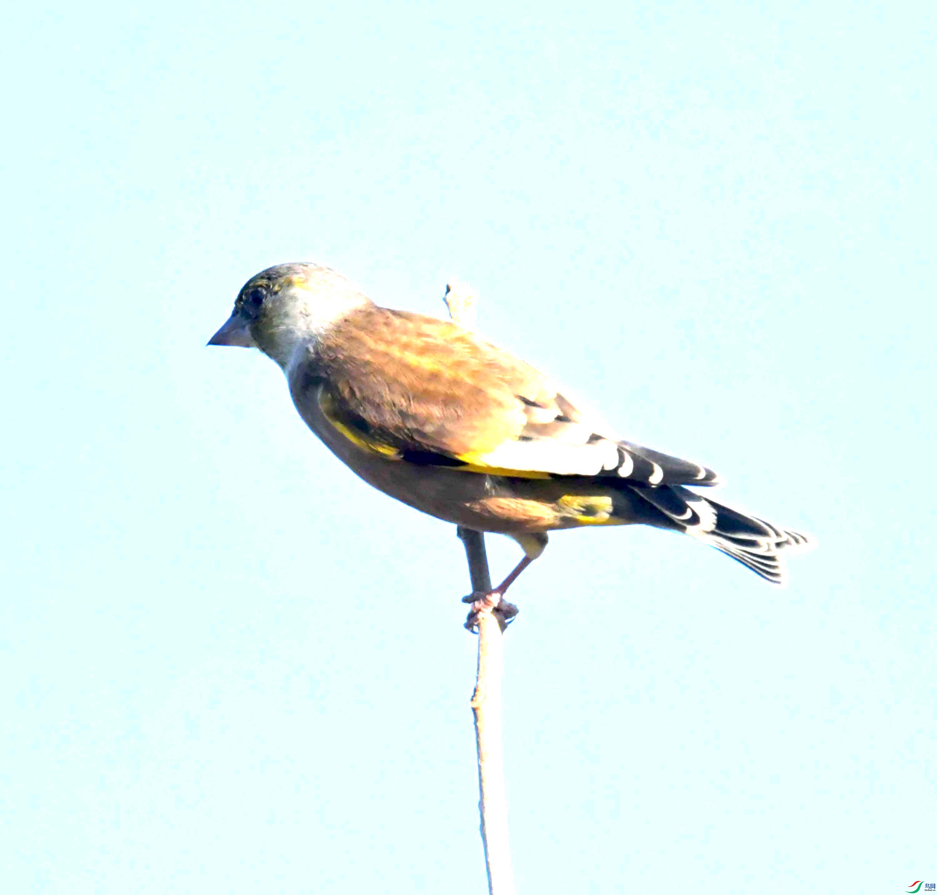 DSC_2337.JPG
