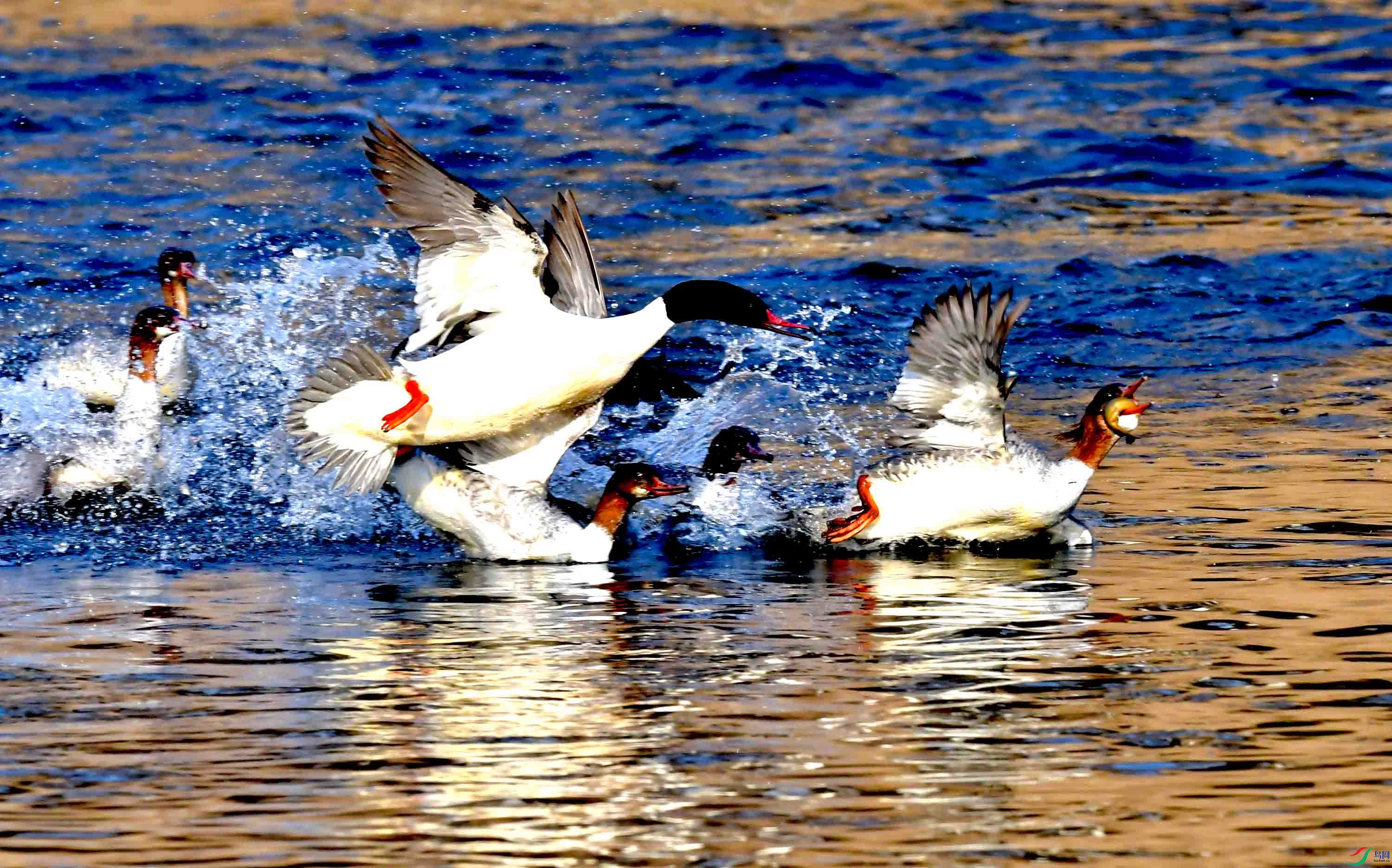 DSC_0308.JPG