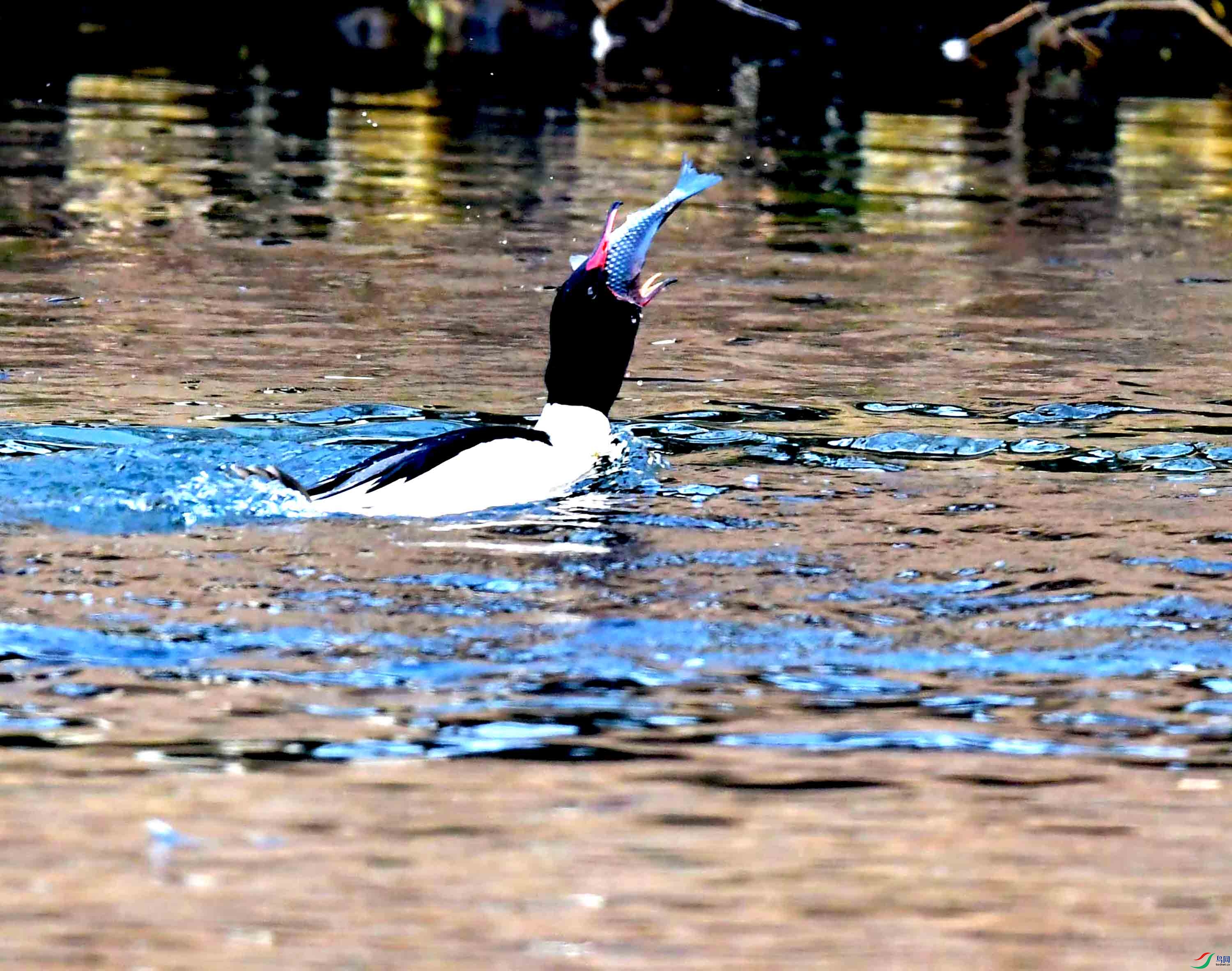 DSC_9595.JPG