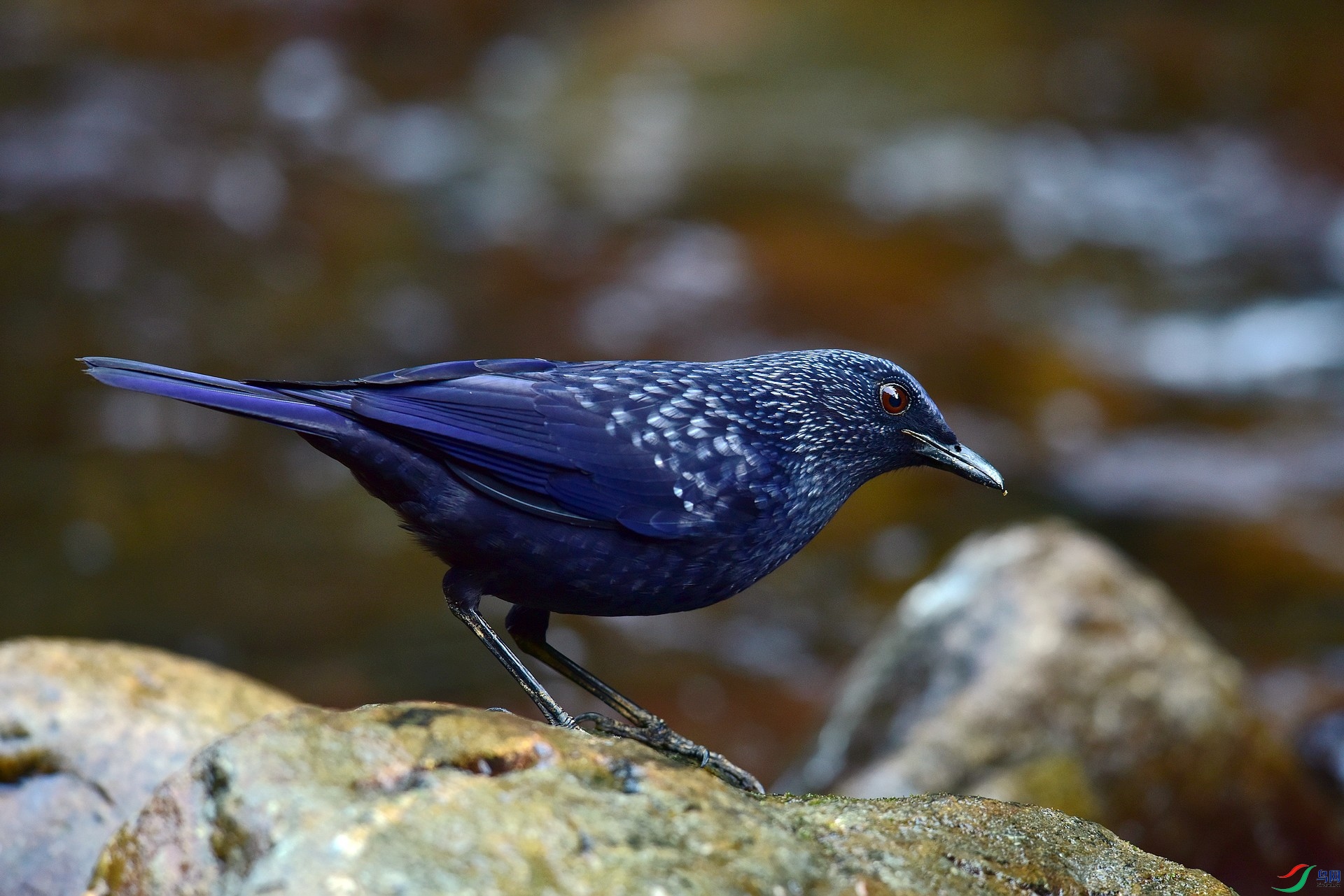D8I_8106.jpg