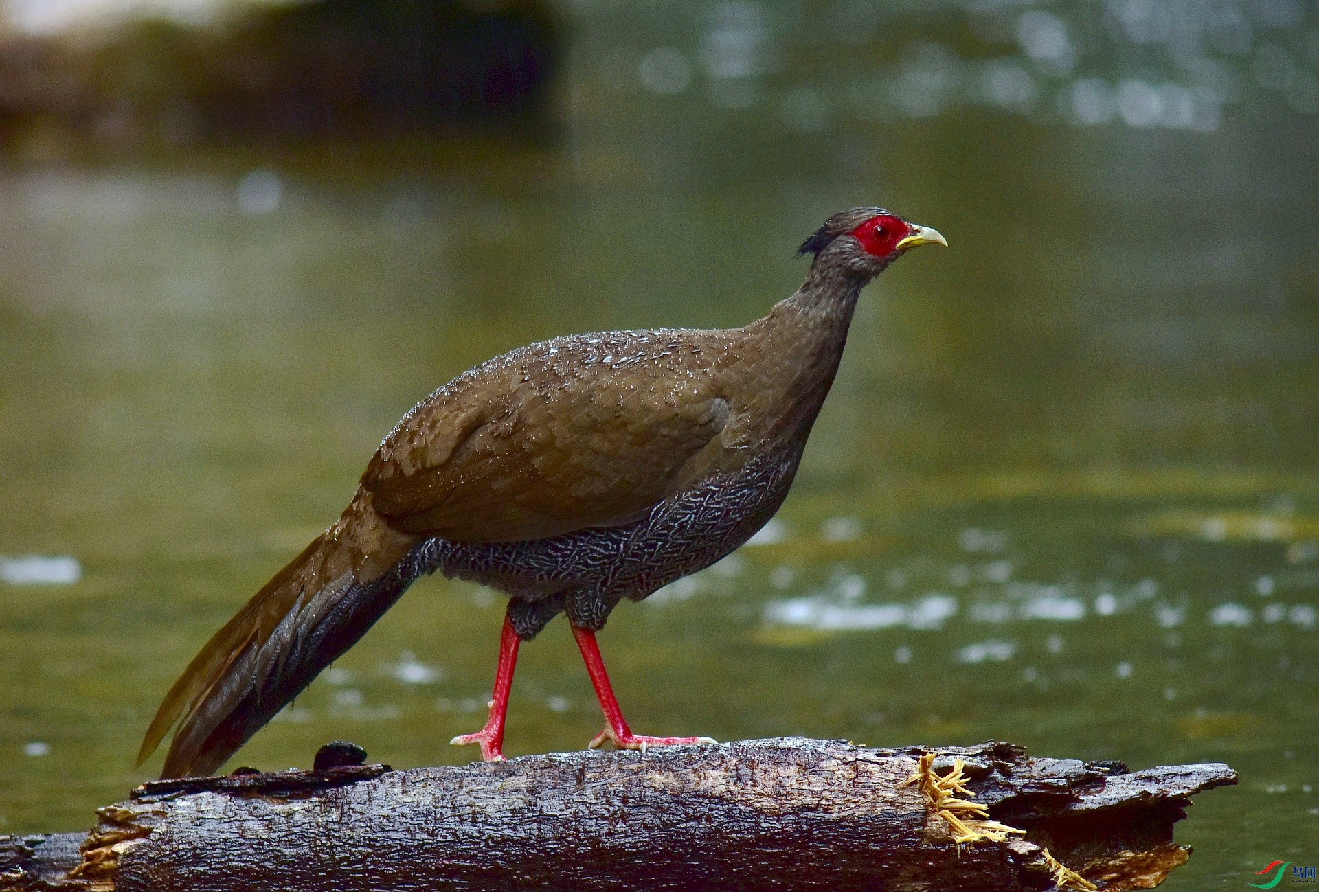 D8I_8104.jpg