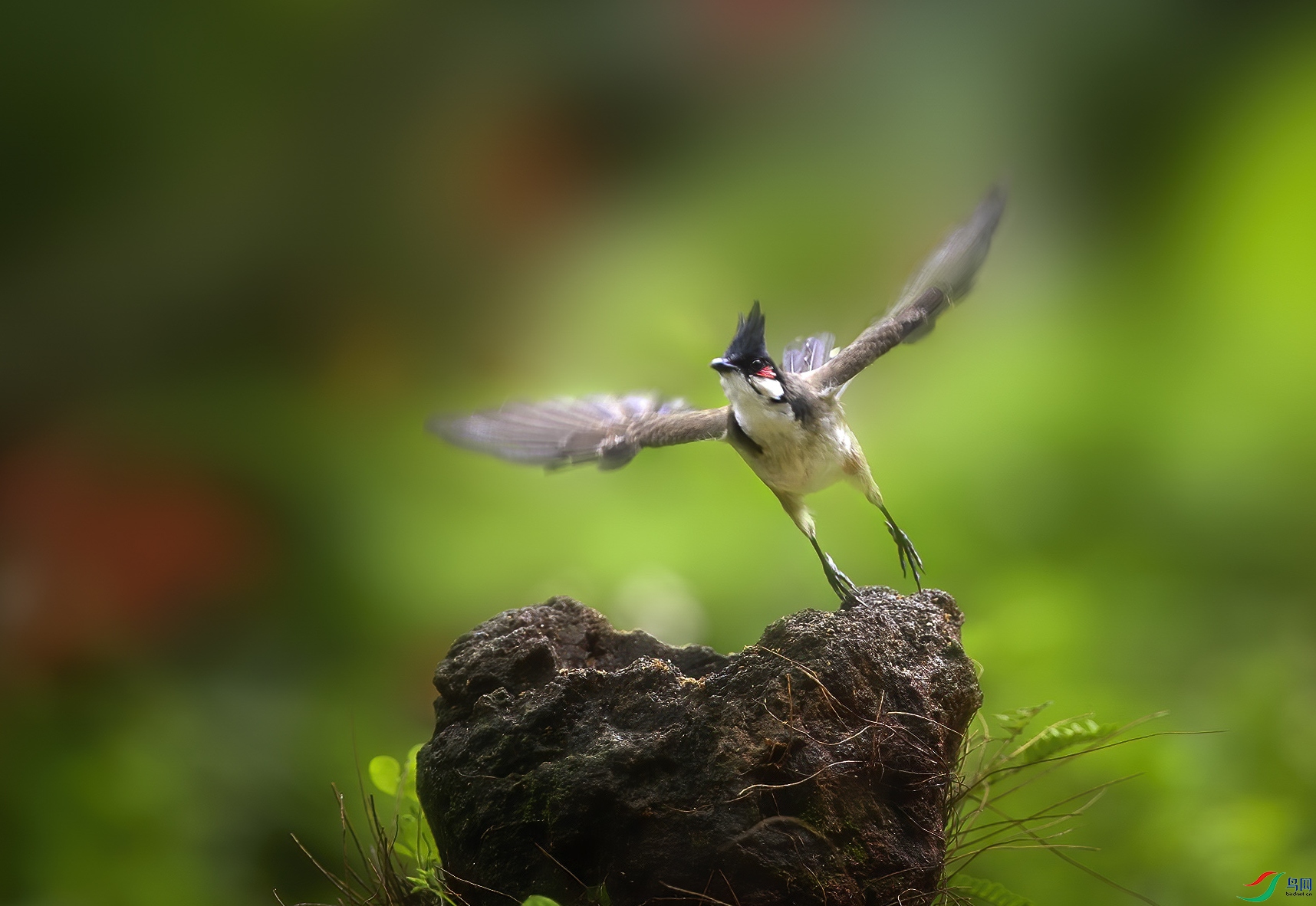 DSC_98542231.jpg