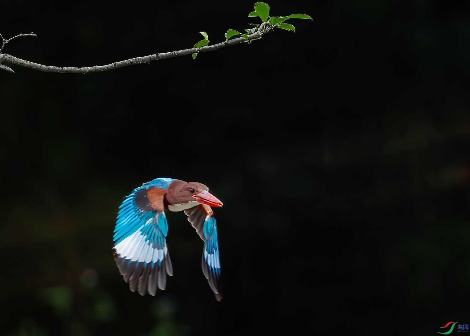 DSC_6746-2.jpg
