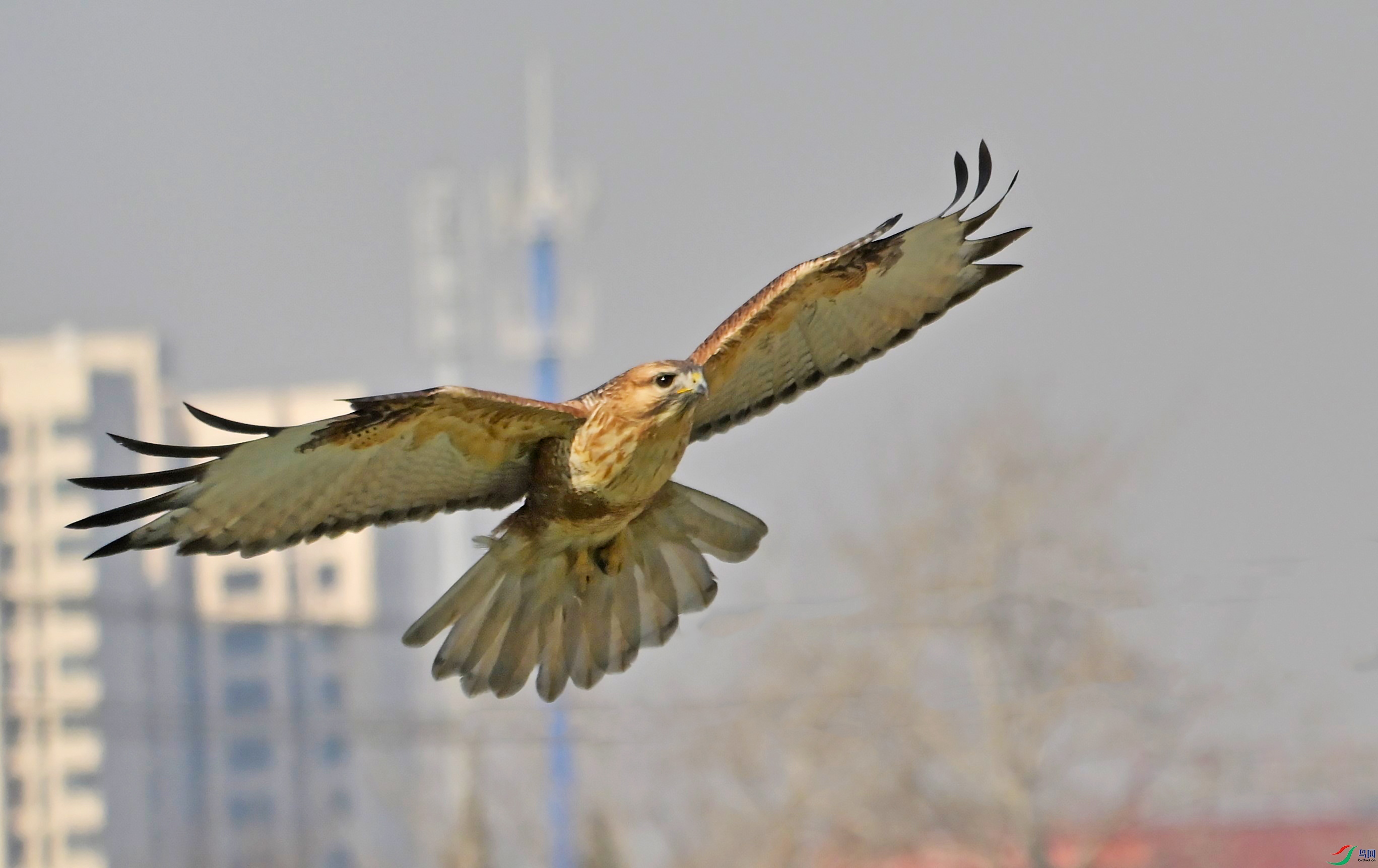 DSC_2746.jpg