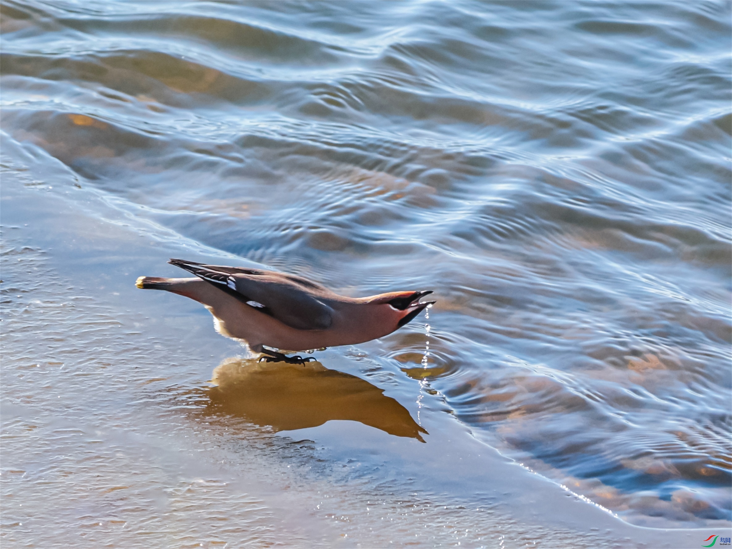 1K3A5246 ����1.jpg