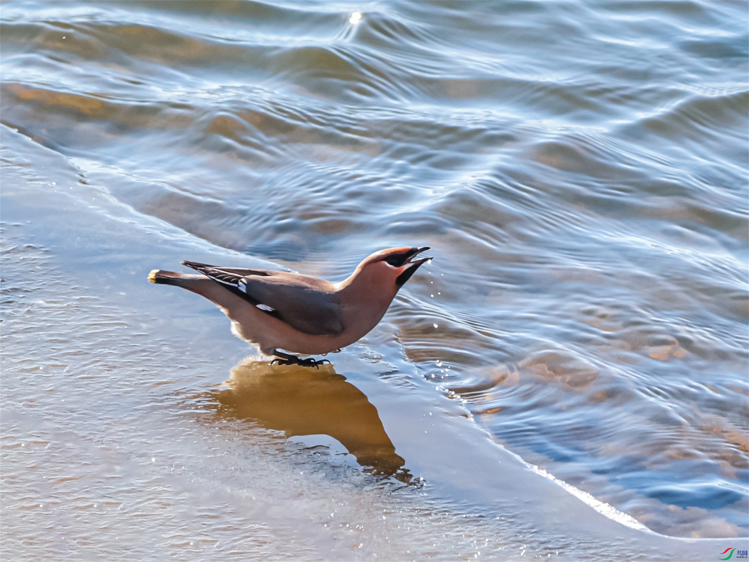 1K3A5247 ����1.jpg