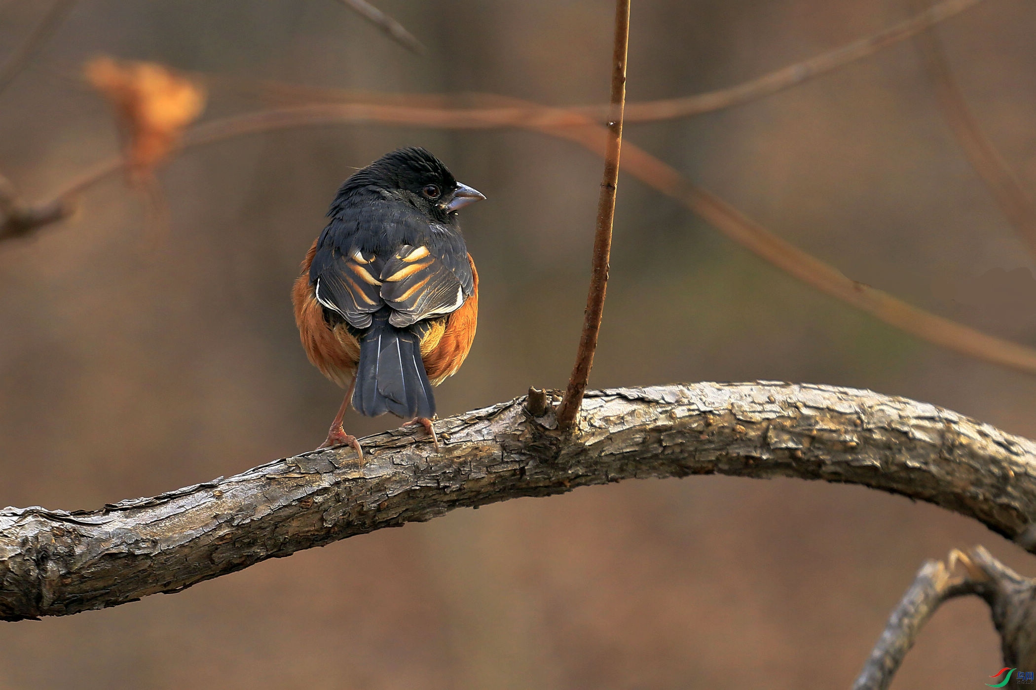 _MG_690401.jpg