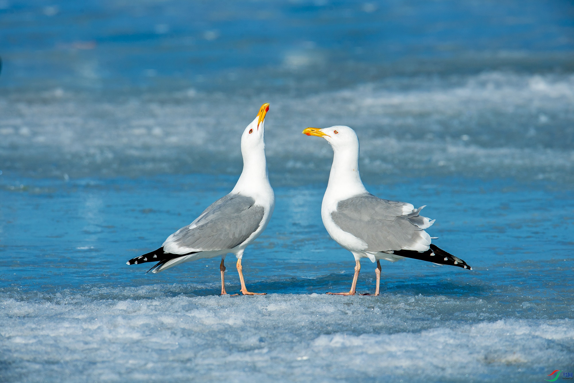 ��Ȼ���  ������  ��βŸ  13653817008  ����֣�� (2).jpg