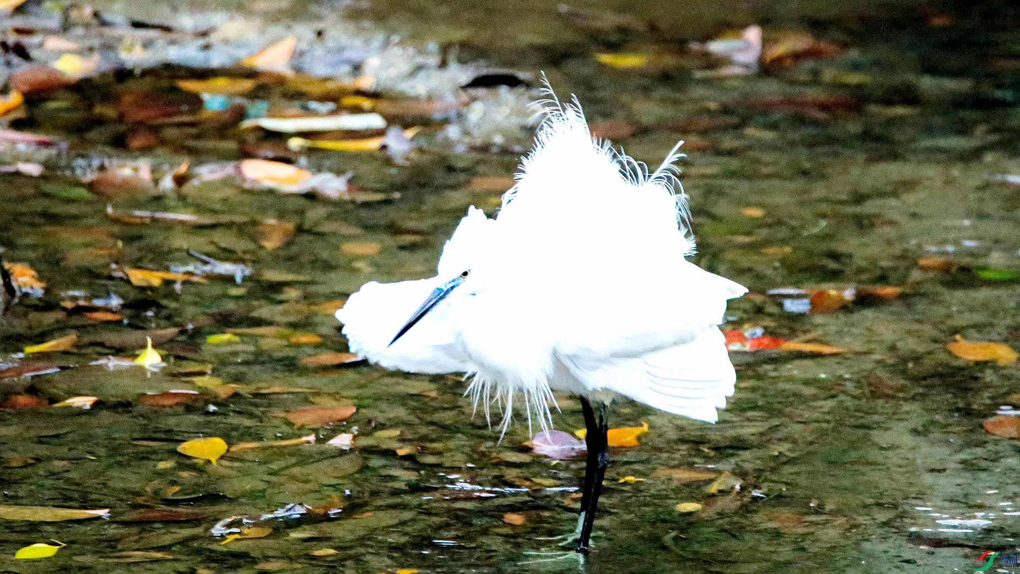 D85A8729 ����.jpg