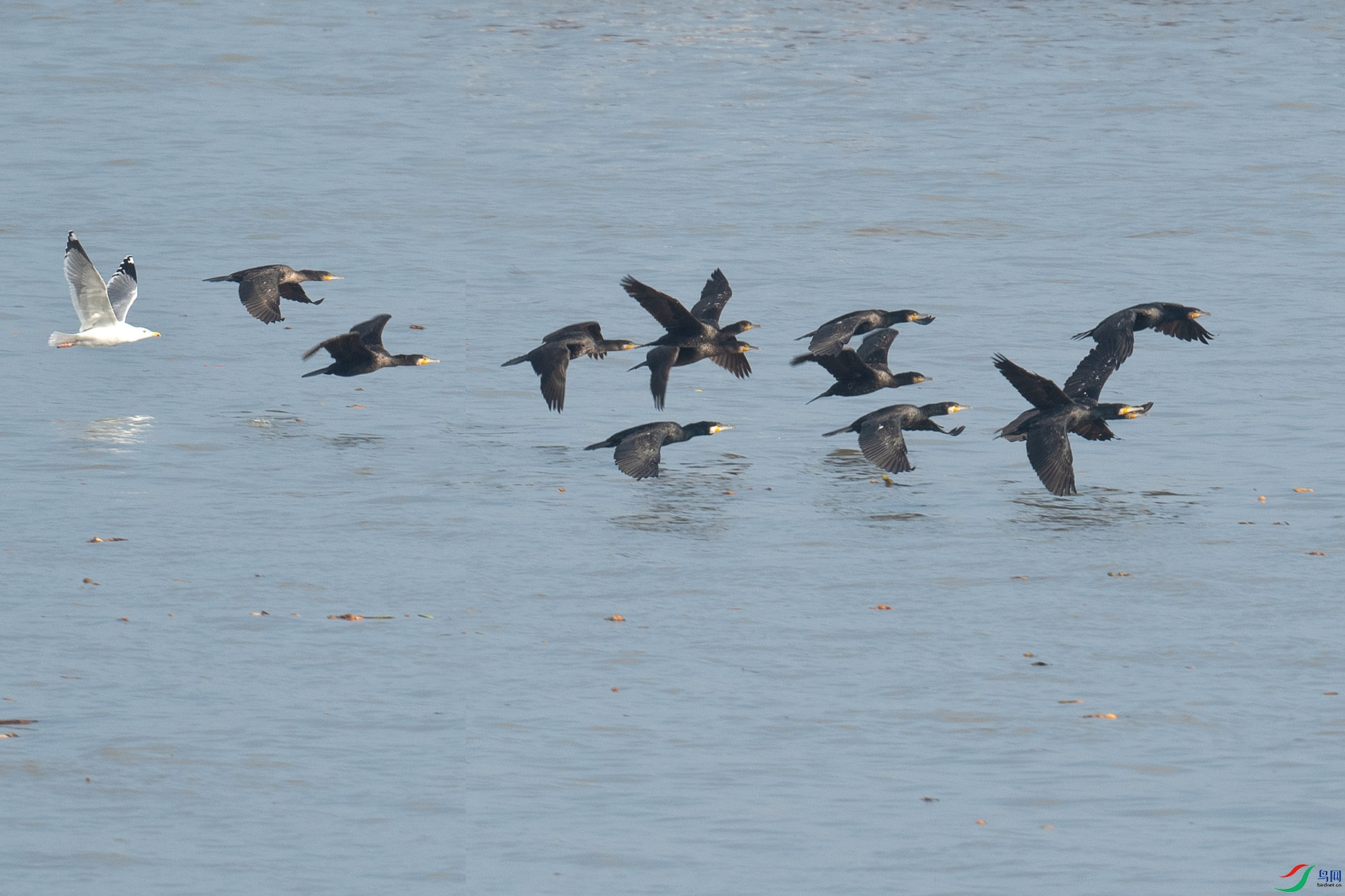 DSC_1049-1A.jpg