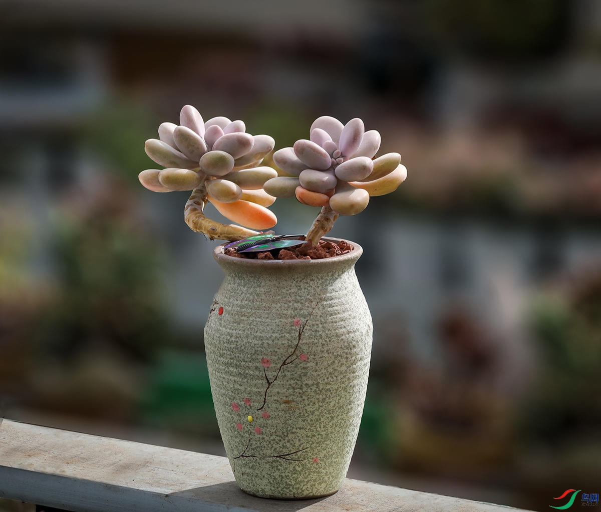 00000583A0612 ��֮�� 800k.jpg