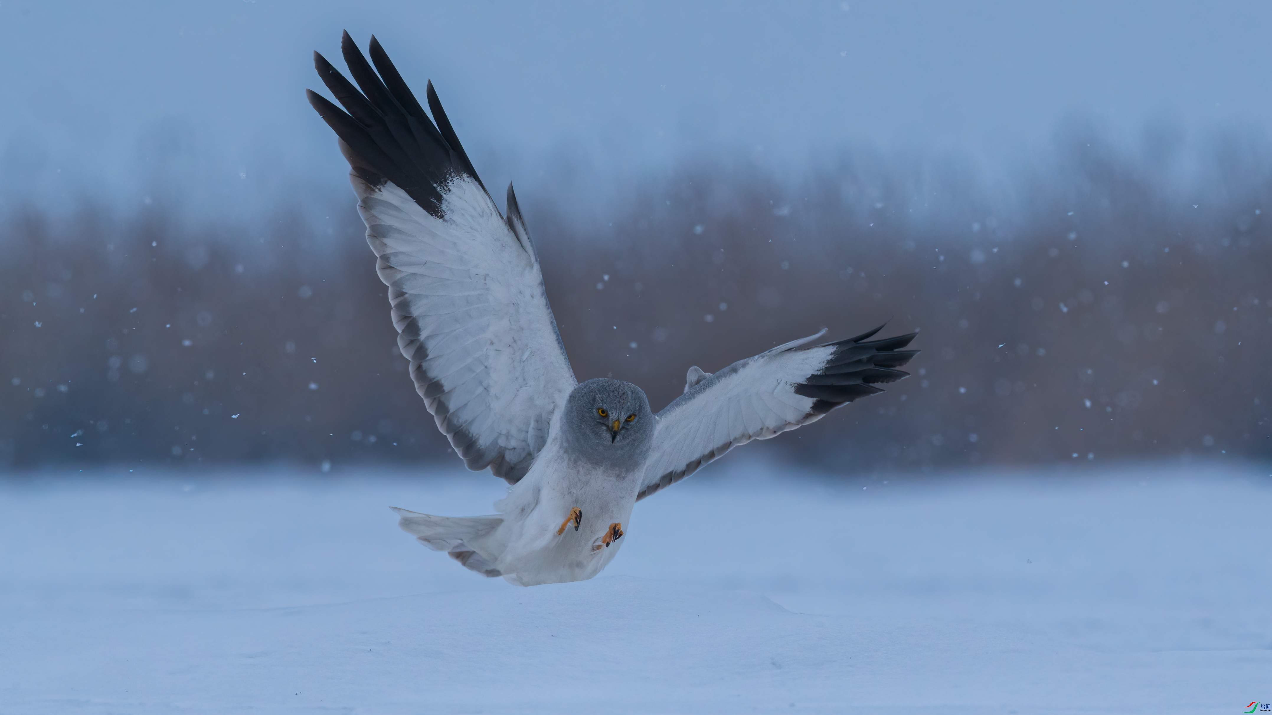 DSC_9001-0.jpg