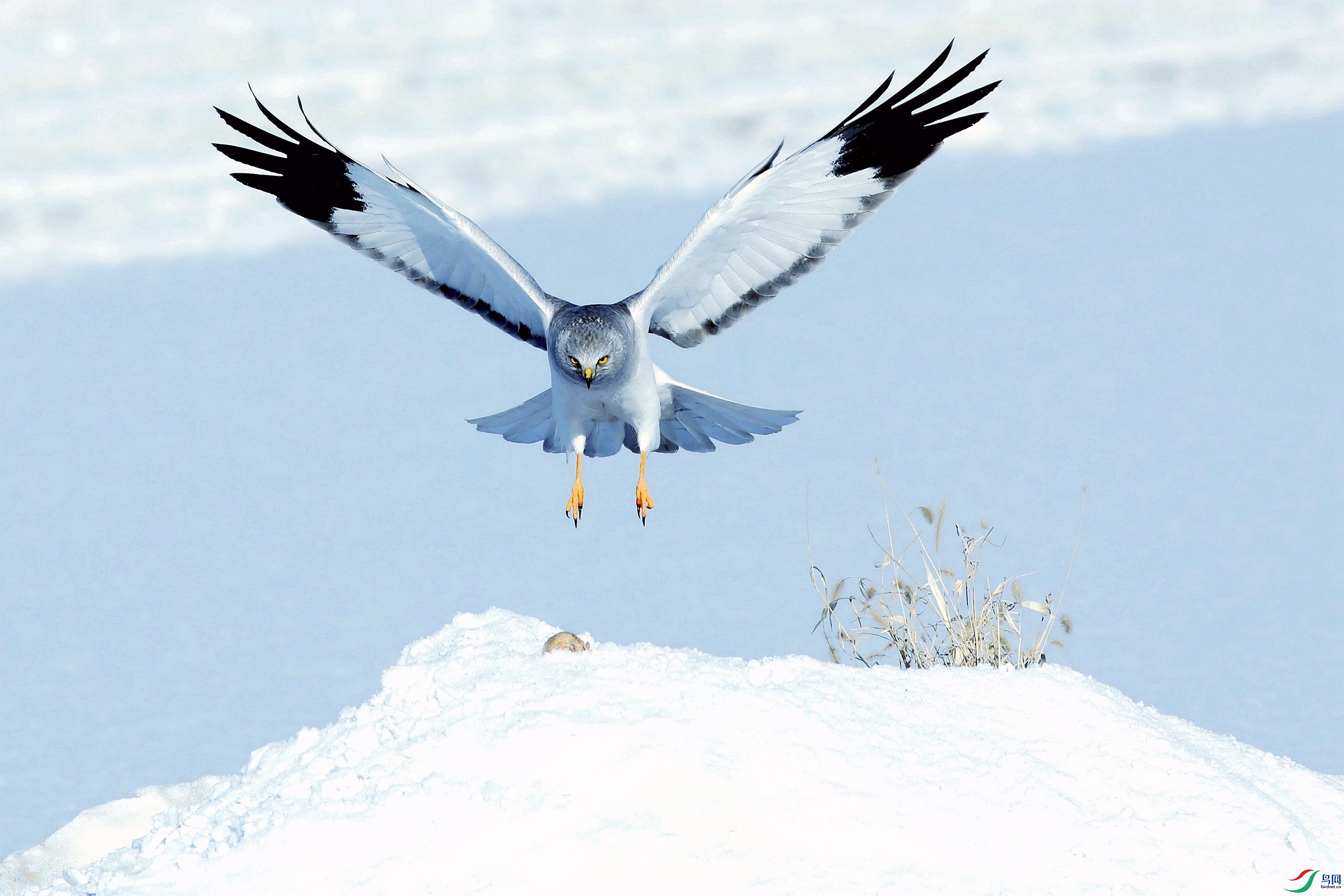 ���İ�β��