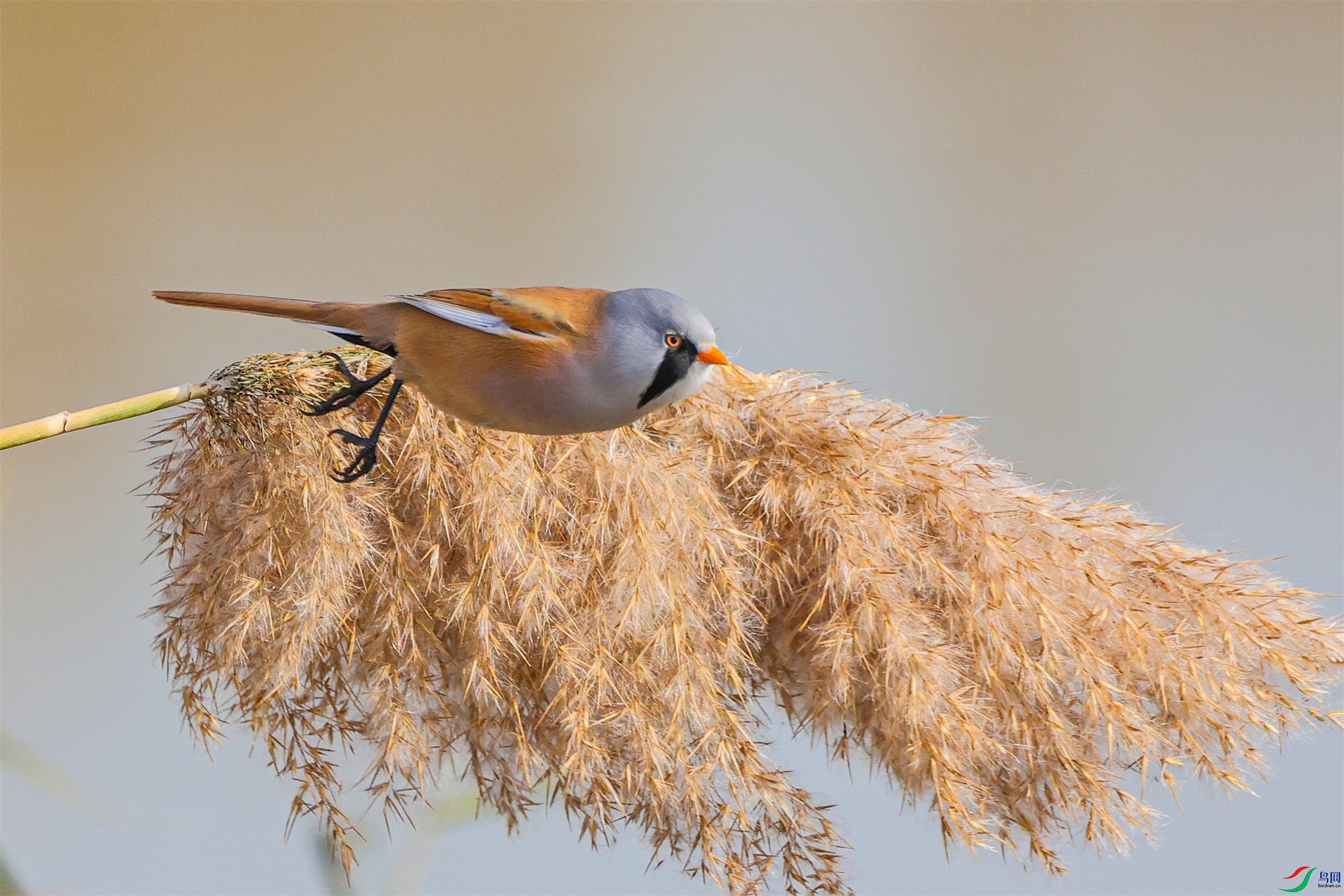 1K3A6200 ����1.jpg