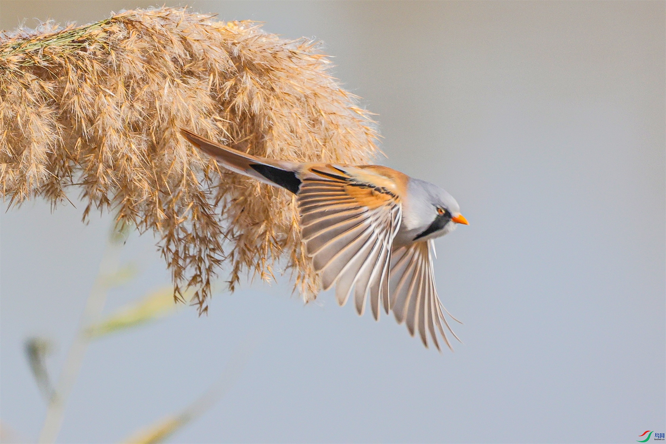 1K3A6201 ����1.jpg