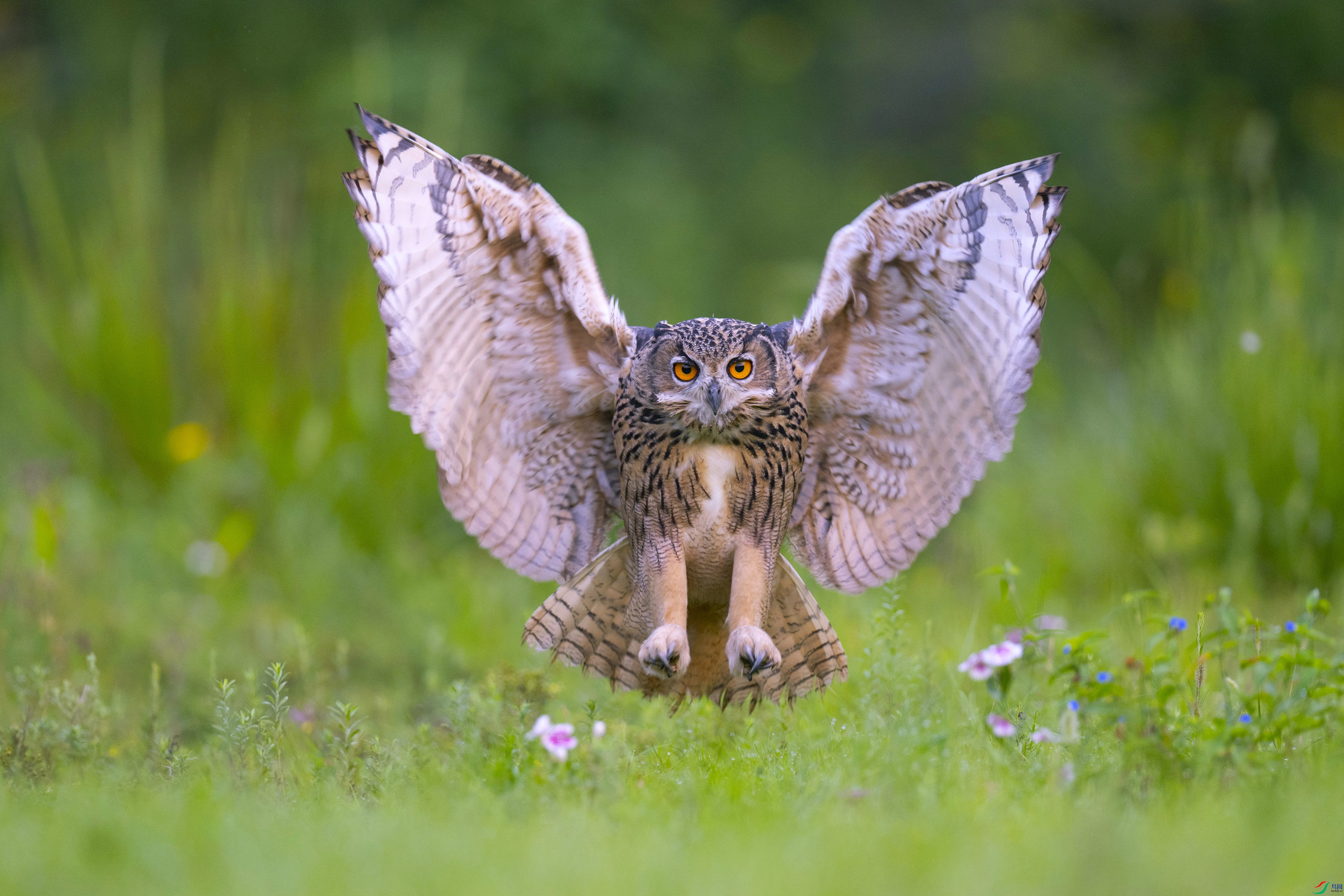 DSC_6866_1.jpg