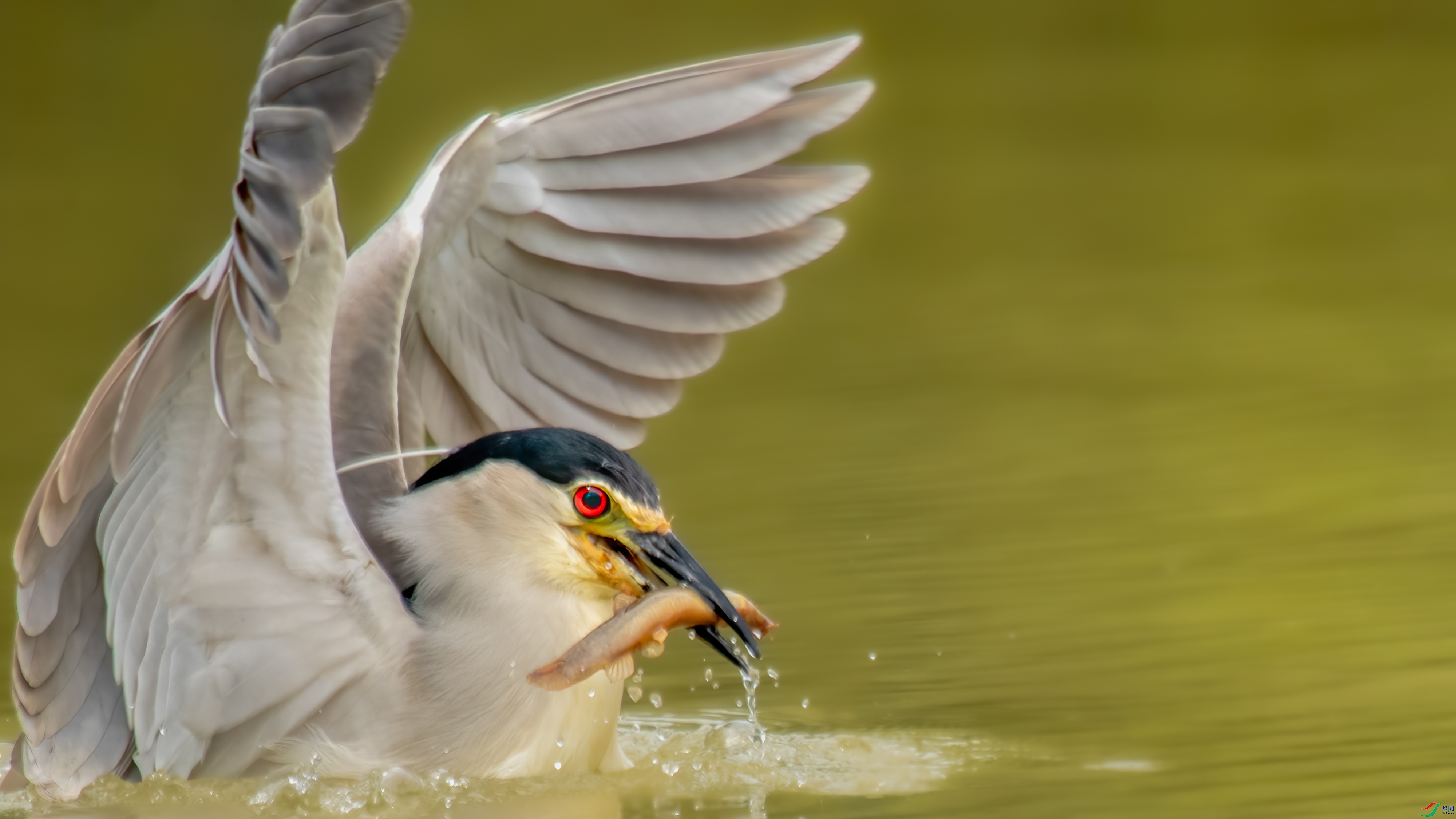 DSC_7538px_1.jpg