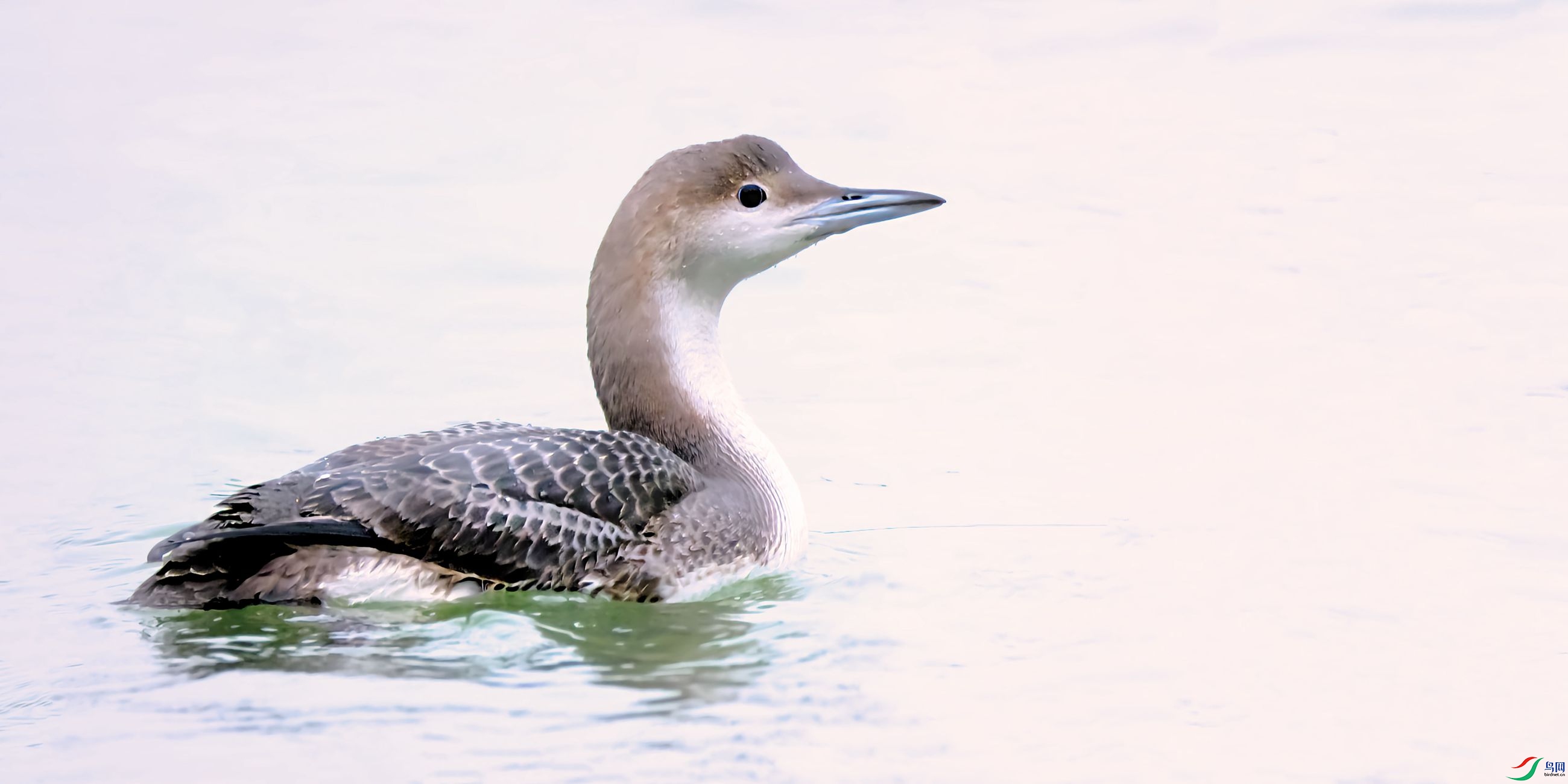 �ں�Ǳ���񡪡���������캺�