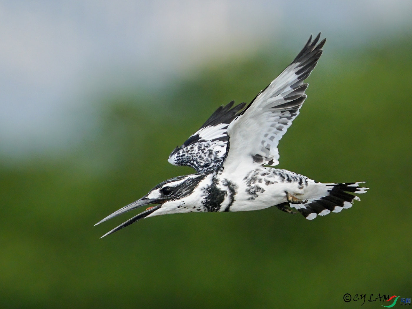 ���~�� Pied Kingfisher