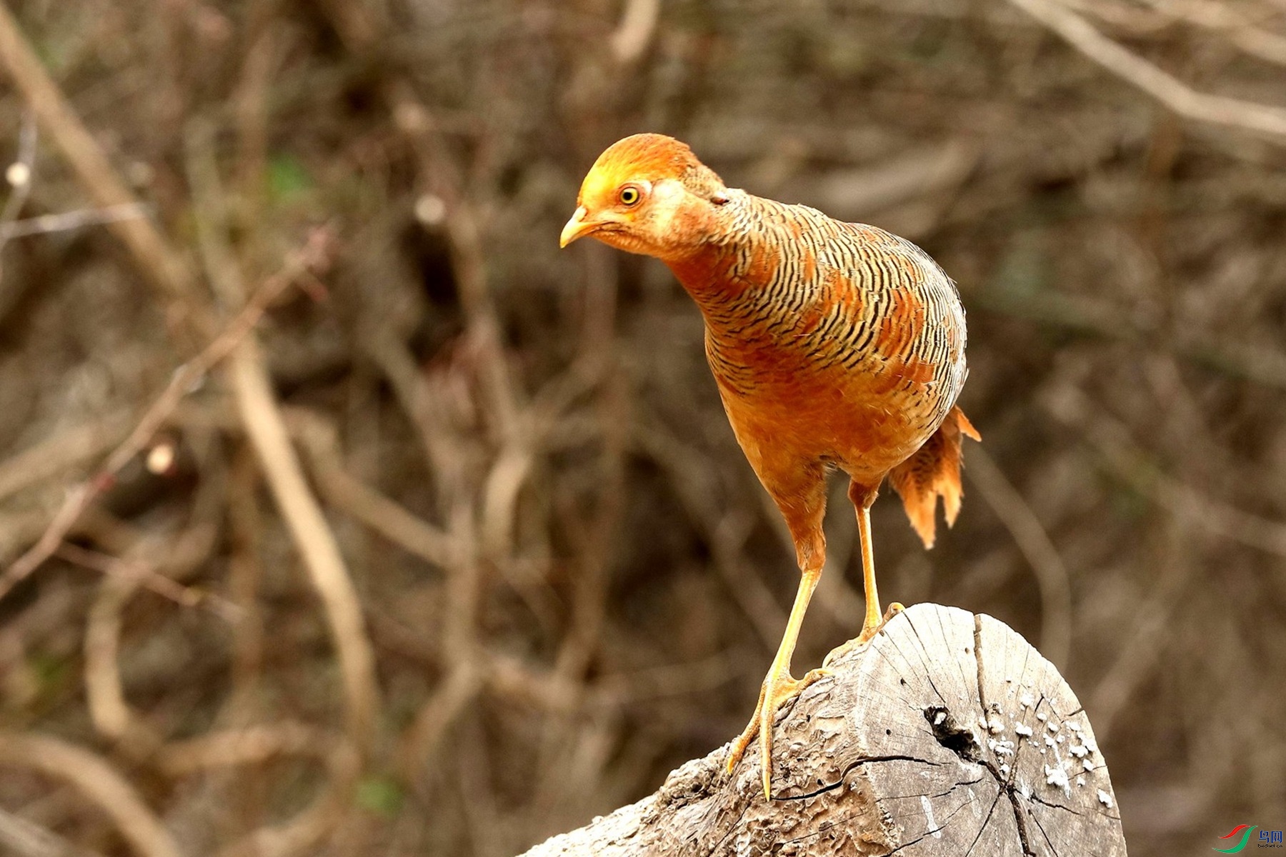 2004 ����.jpg