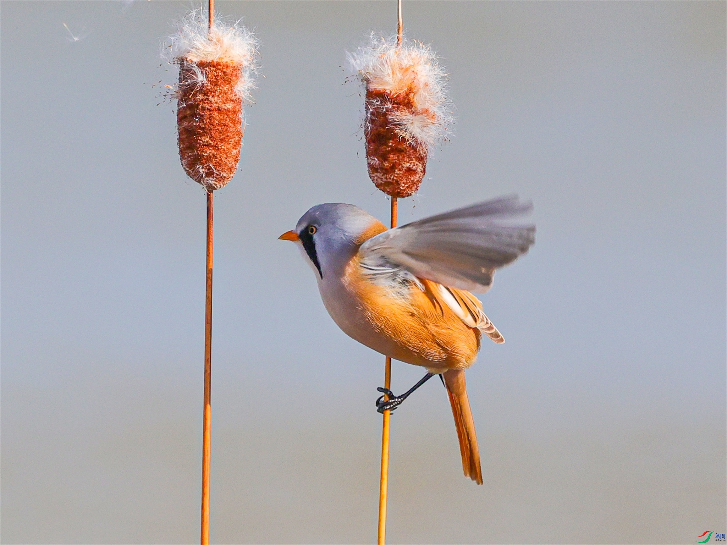 1K3A4144 ����1.jpg