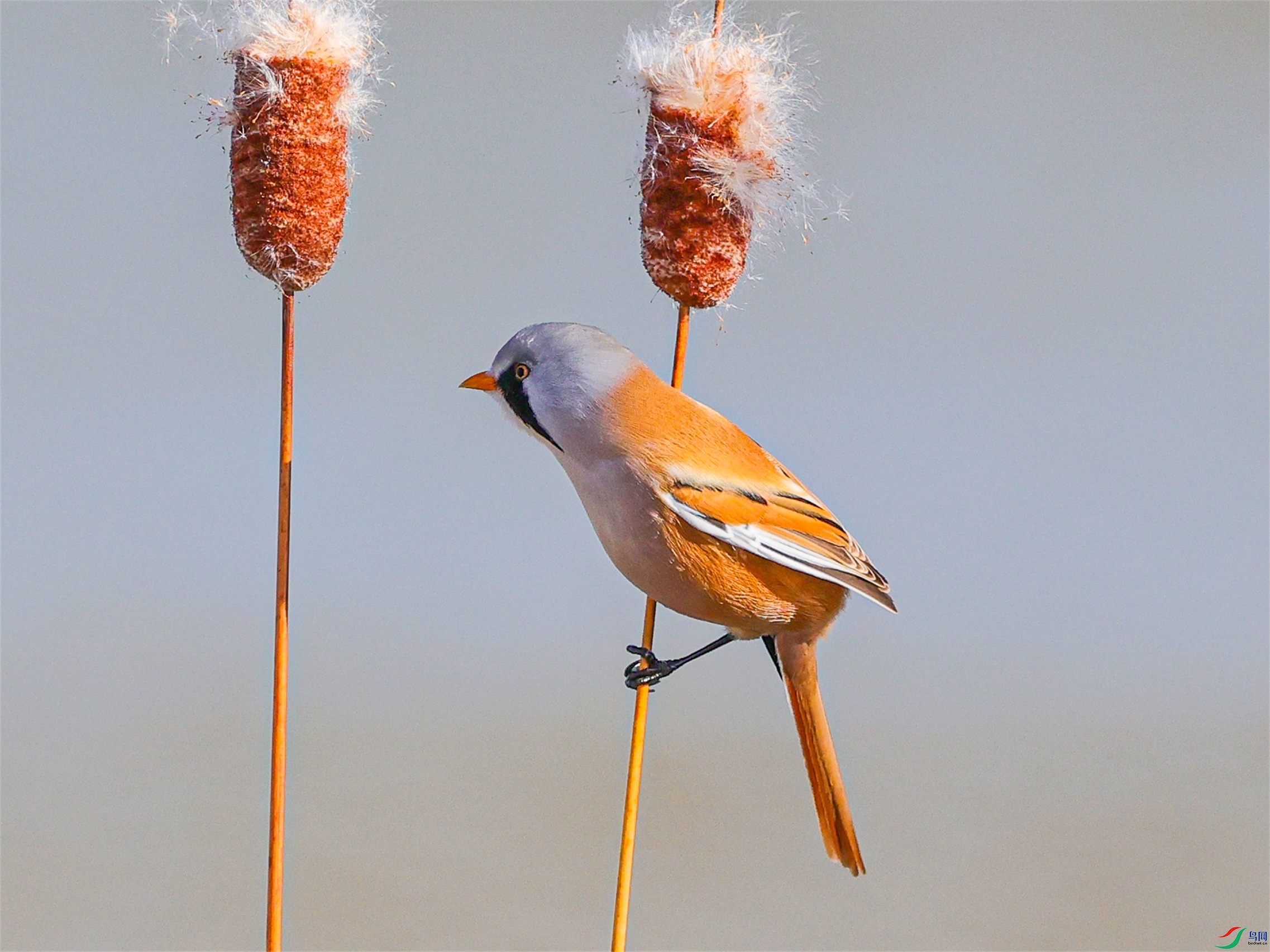 1K3A4143 ����1.jpg