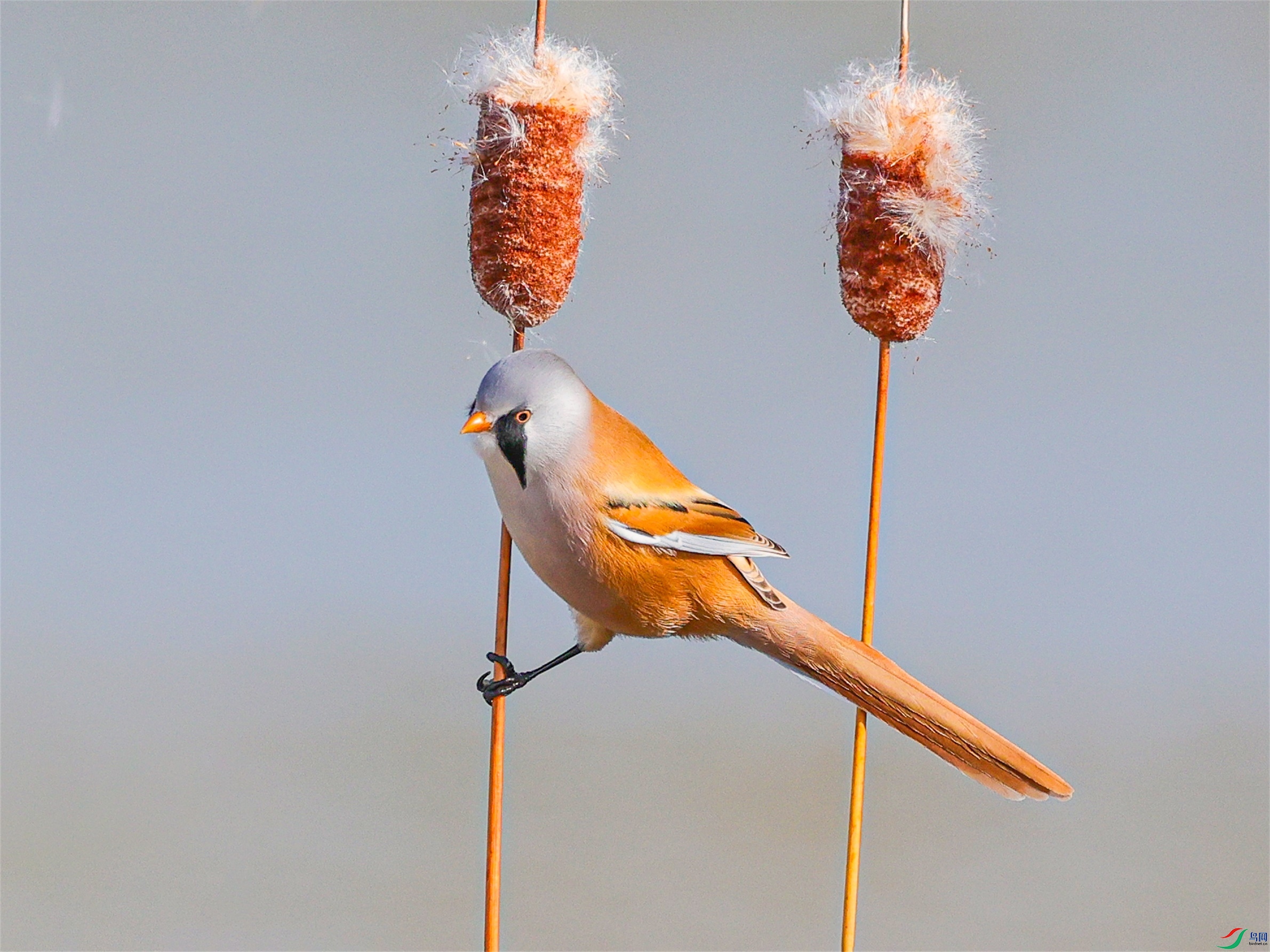 1K3A4146 ����1.jpg