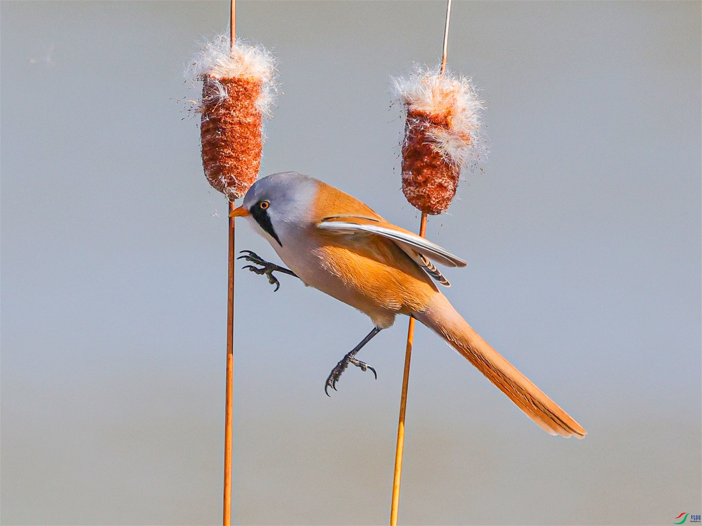 1K3A4145 ����1.jpg