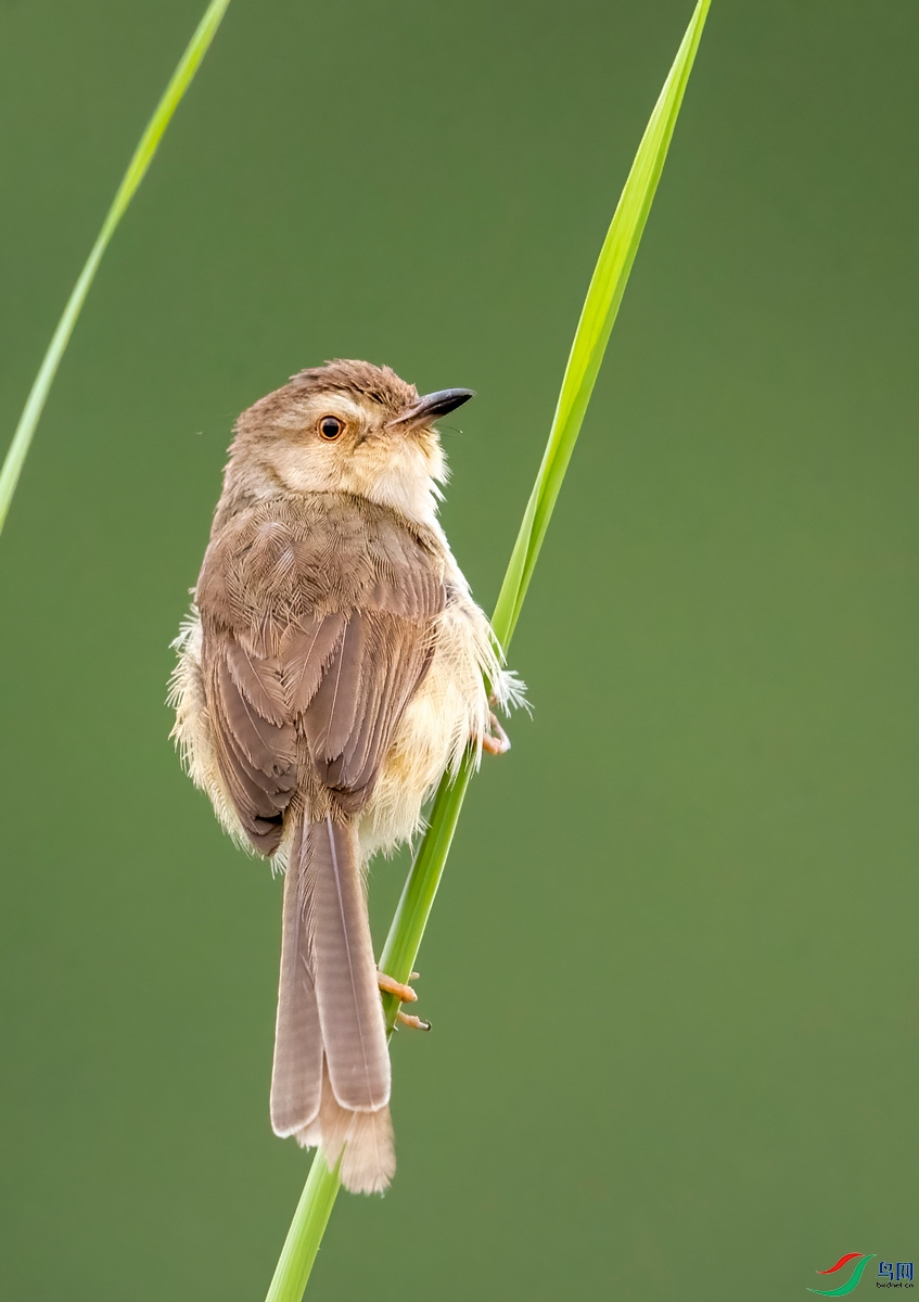 BD1I4068��ɫɽ��ݺ - ����.jpg