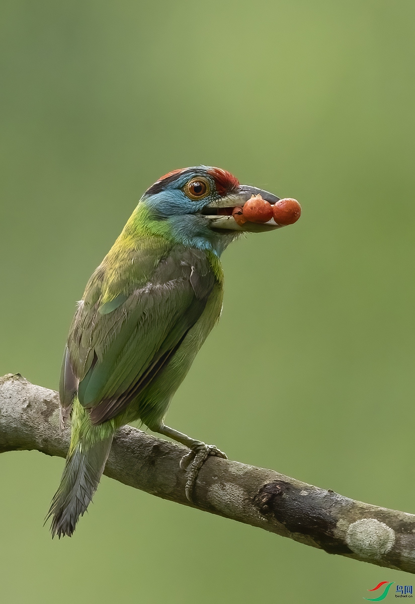 ��������ľ��