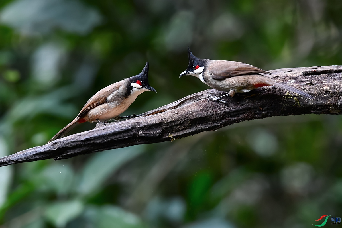 DSC_1774aa.jpg