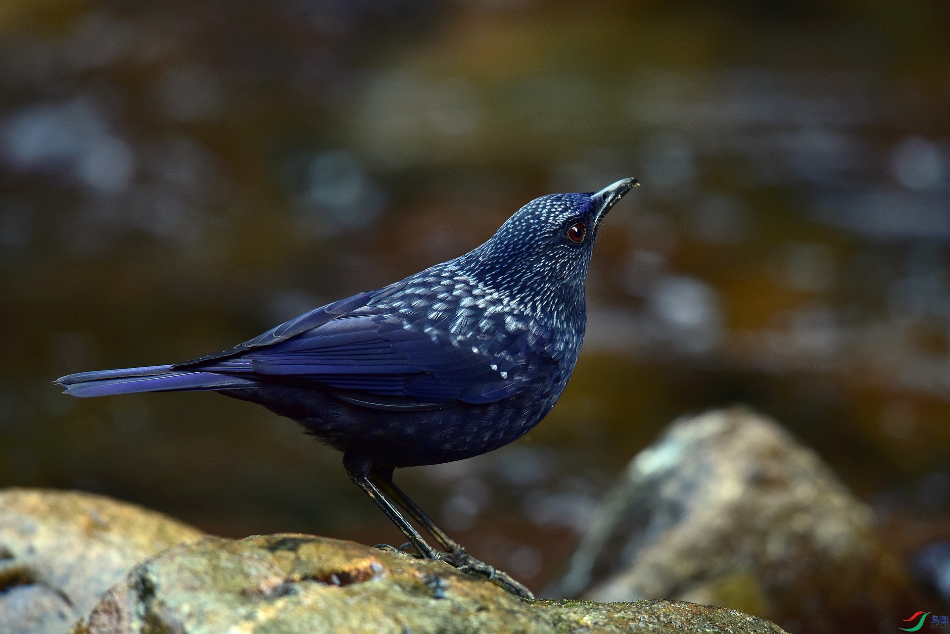 D8I_8121.jpg
