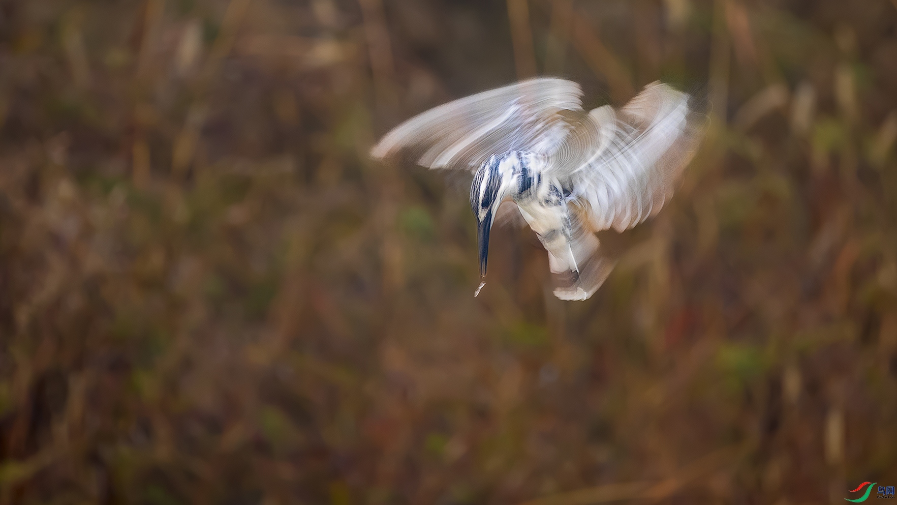 �趯�İ��㹷