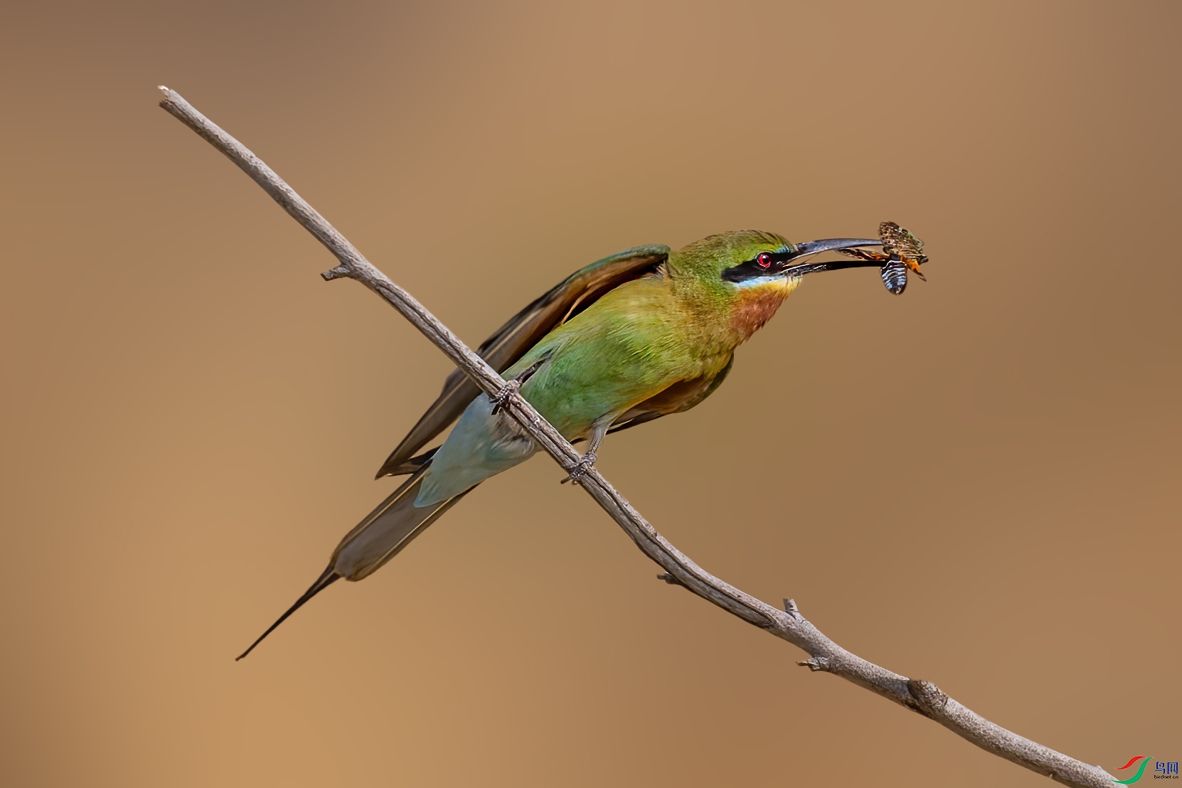 A86I1265-1.jpg