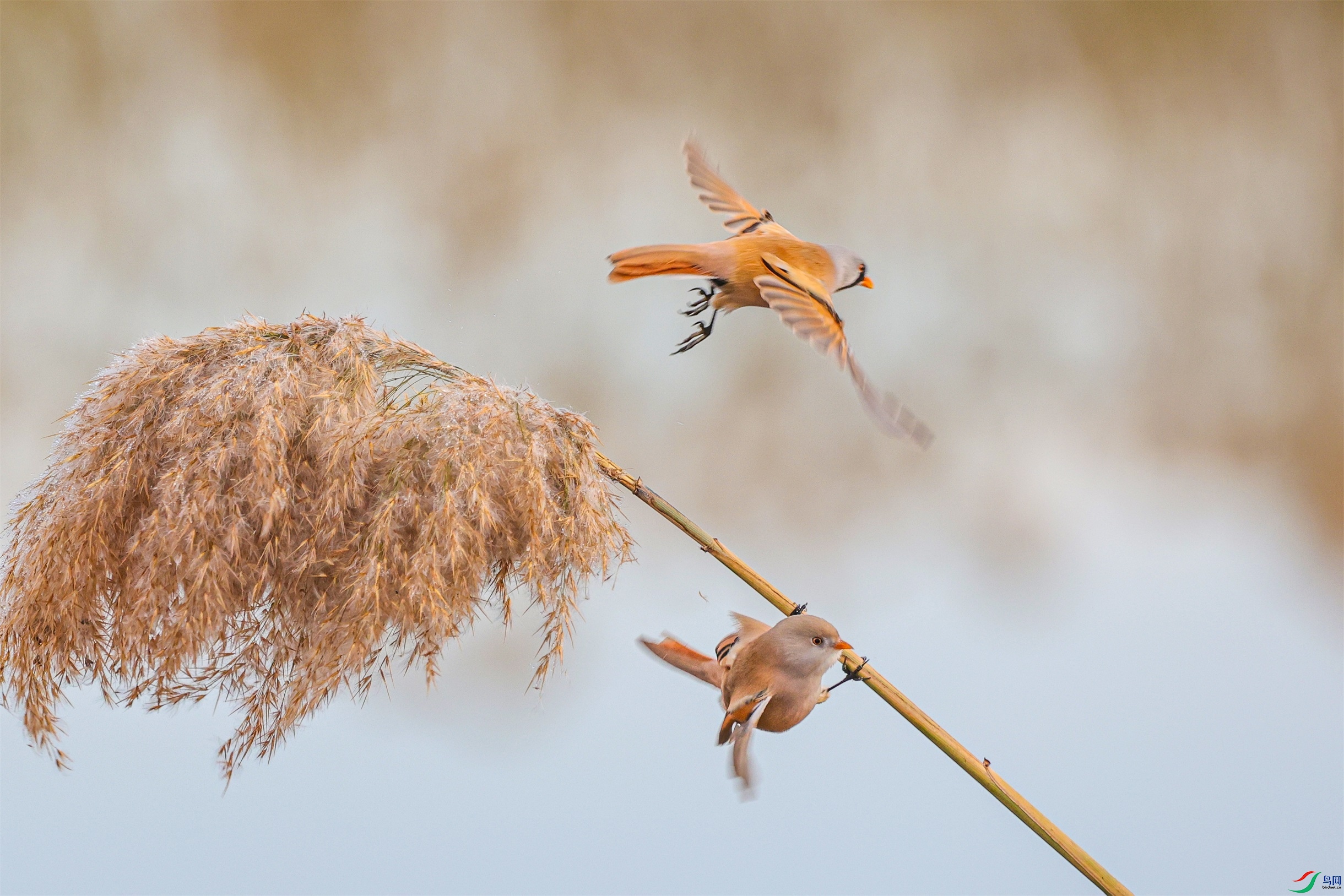 1K3A4727 ����1.jpg