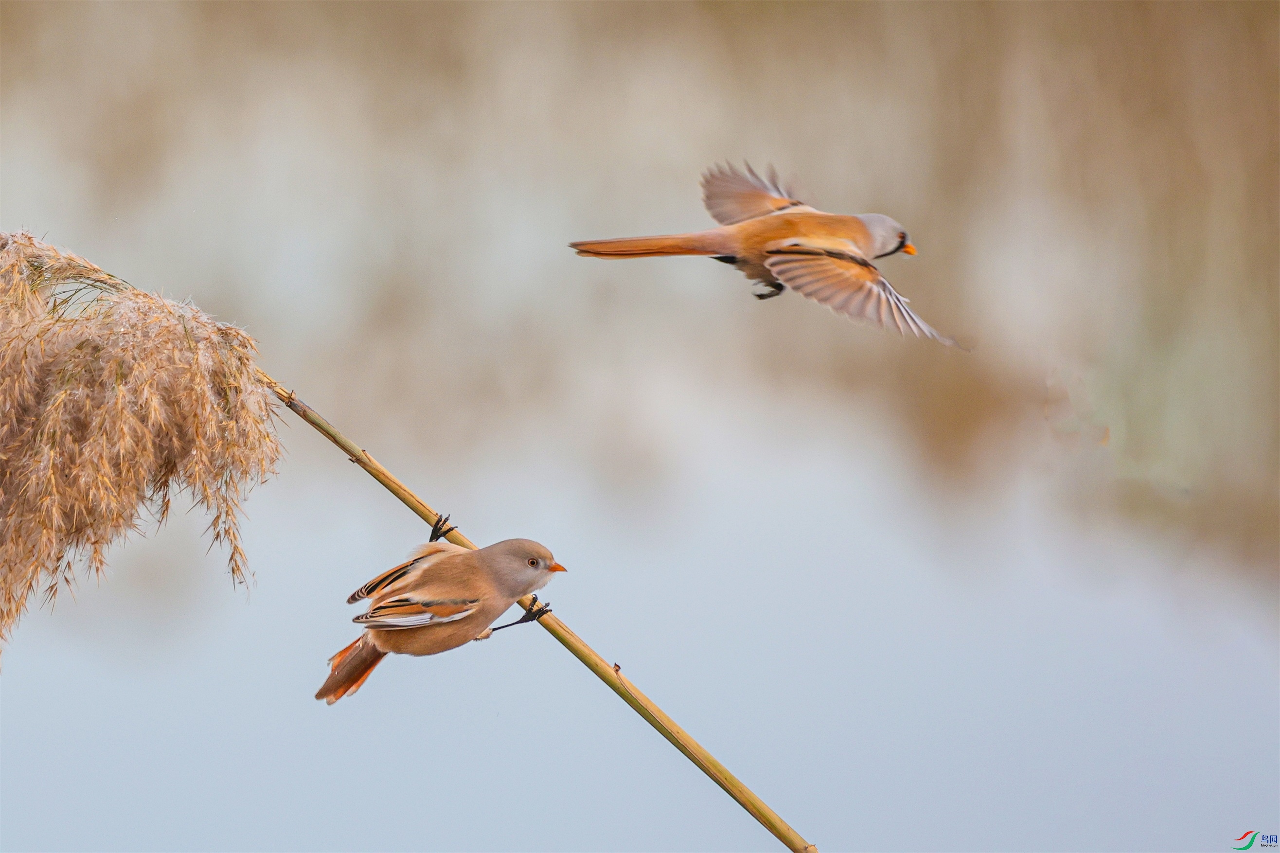 1K3A4728 ����1.jpg