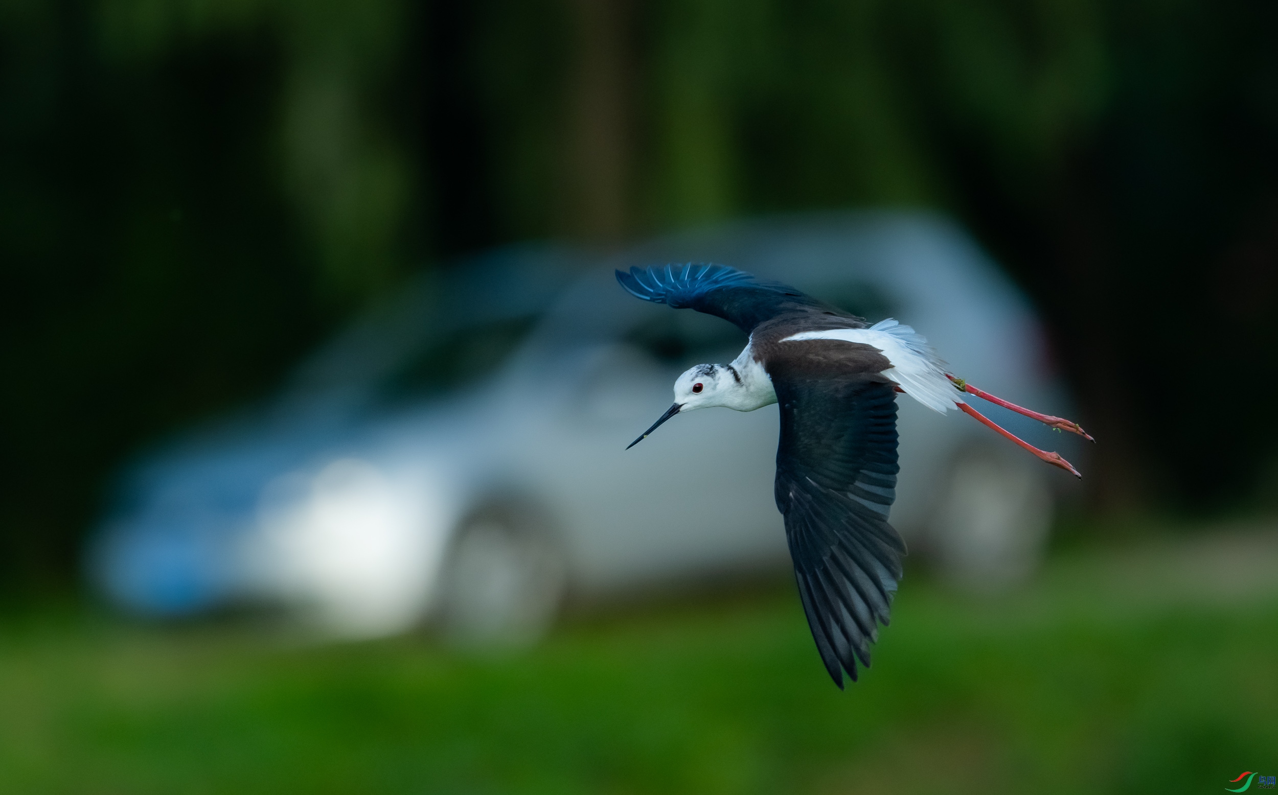 �ڳ᳤����