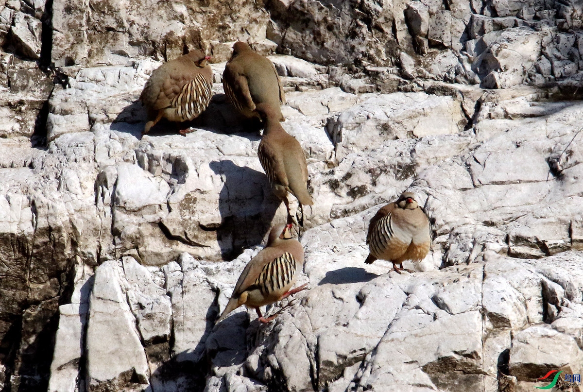 A7962ʯ��-23.JPG