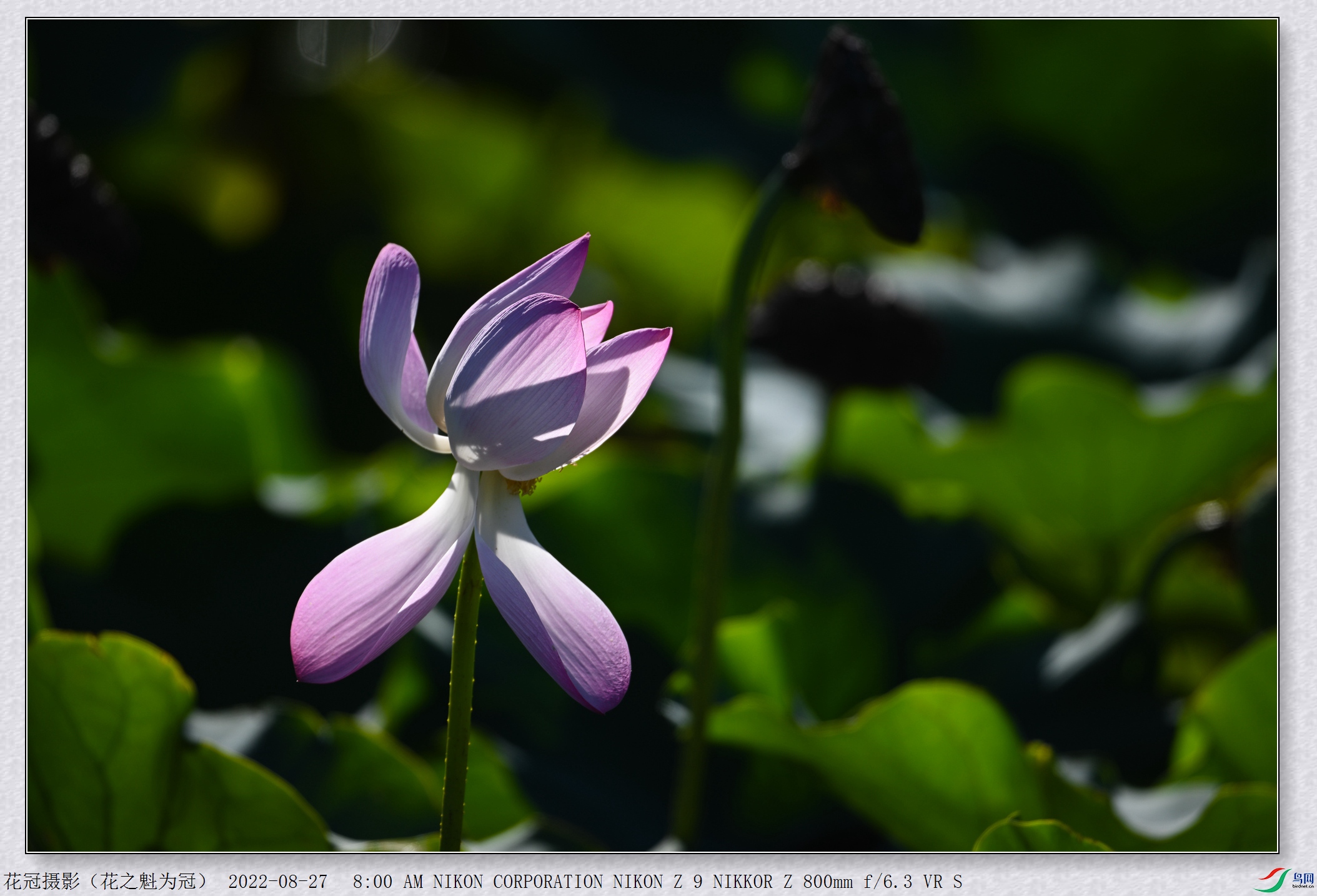 DSC_3574B-1_����.jpg