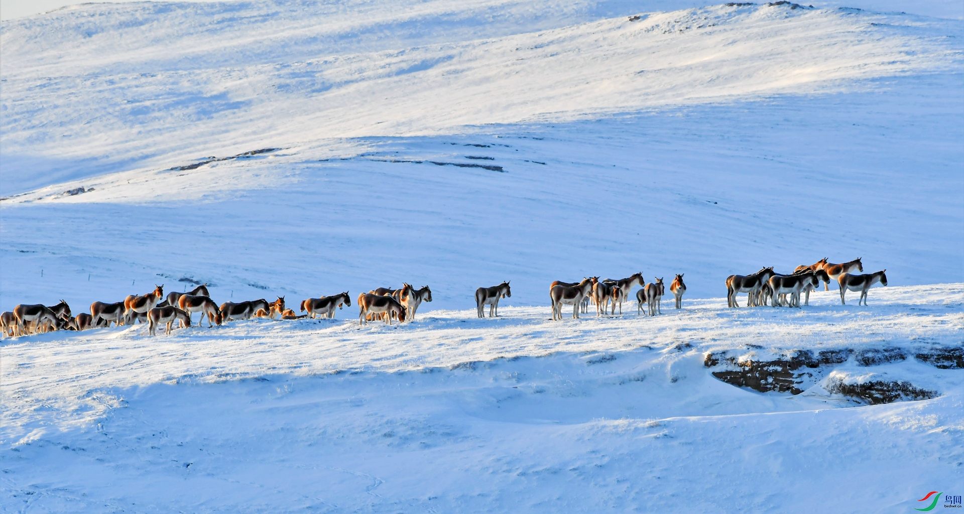 ����ԭ�꡷ (3)��Ӱ���μ���_����.jpg