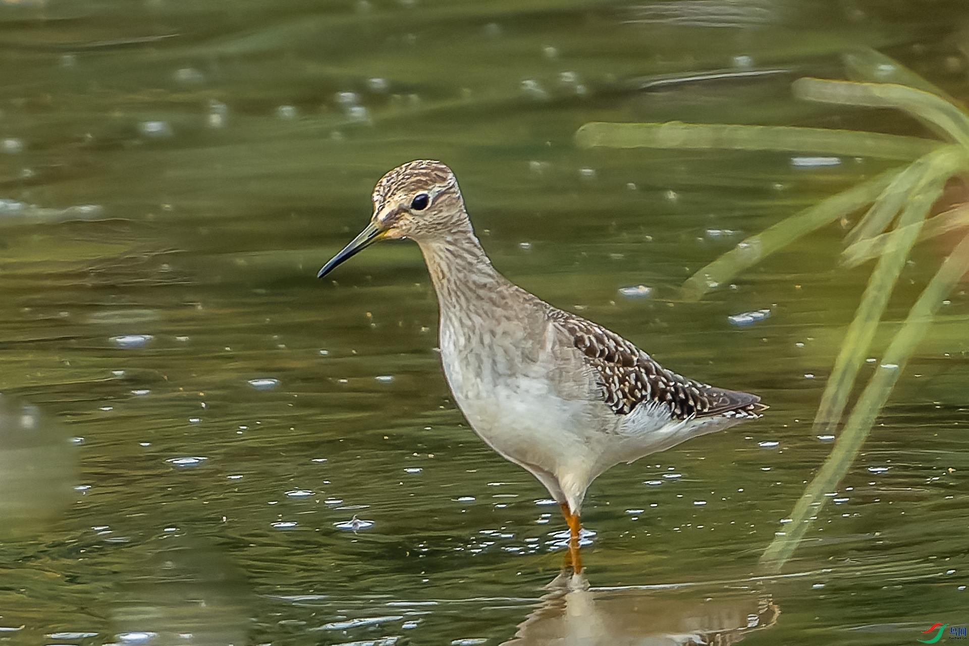 DSC09475-ARW_DxO_DeepPRIME-1-4.jpg