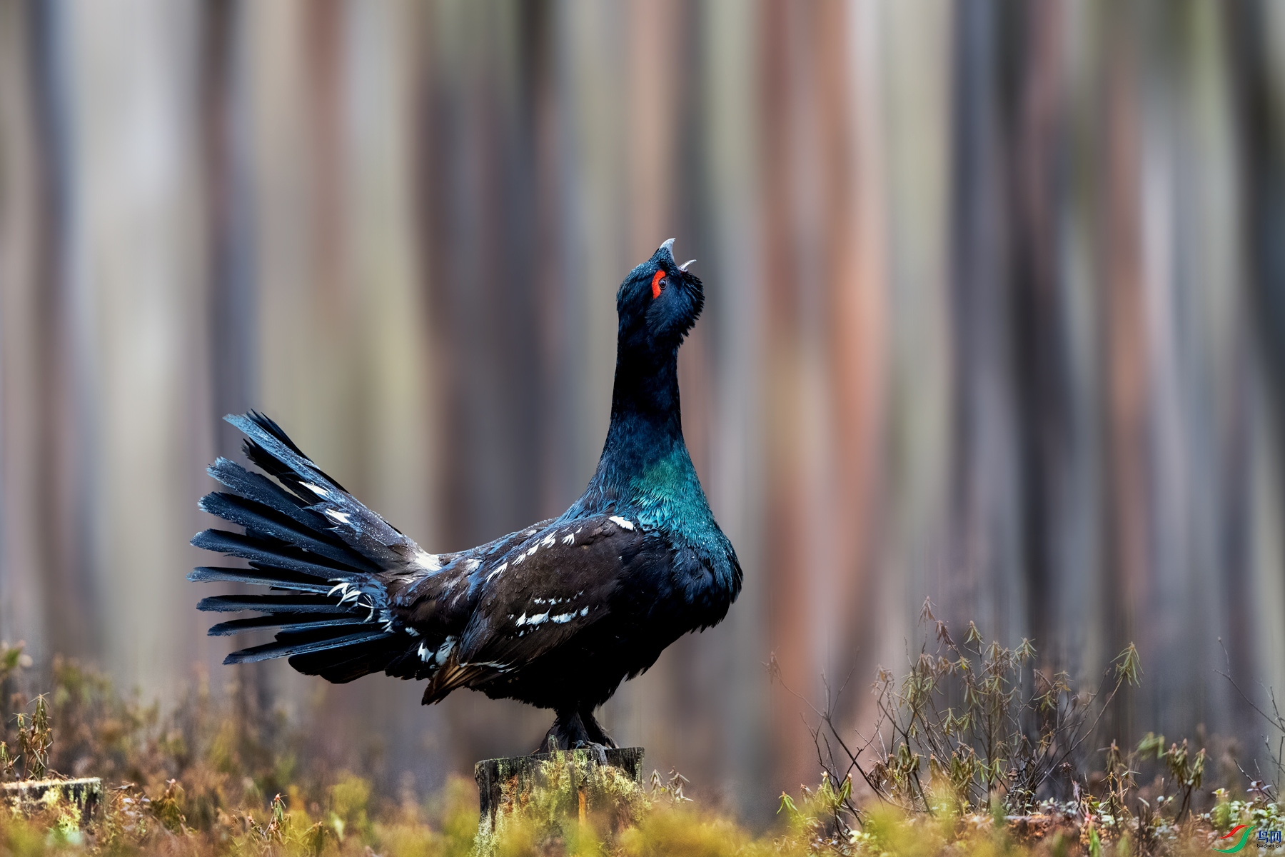 ���ټ�����