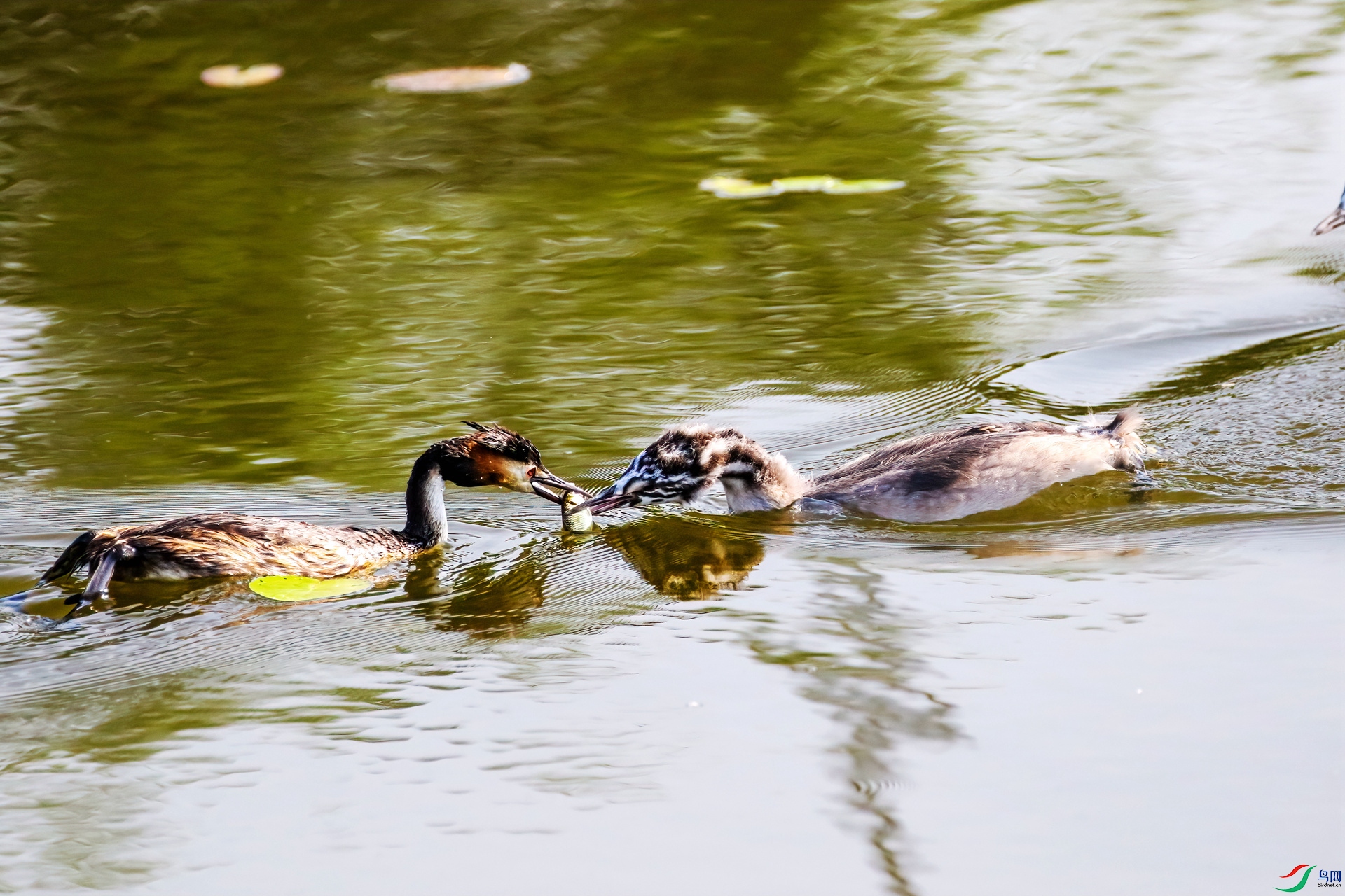 ��ͷ����