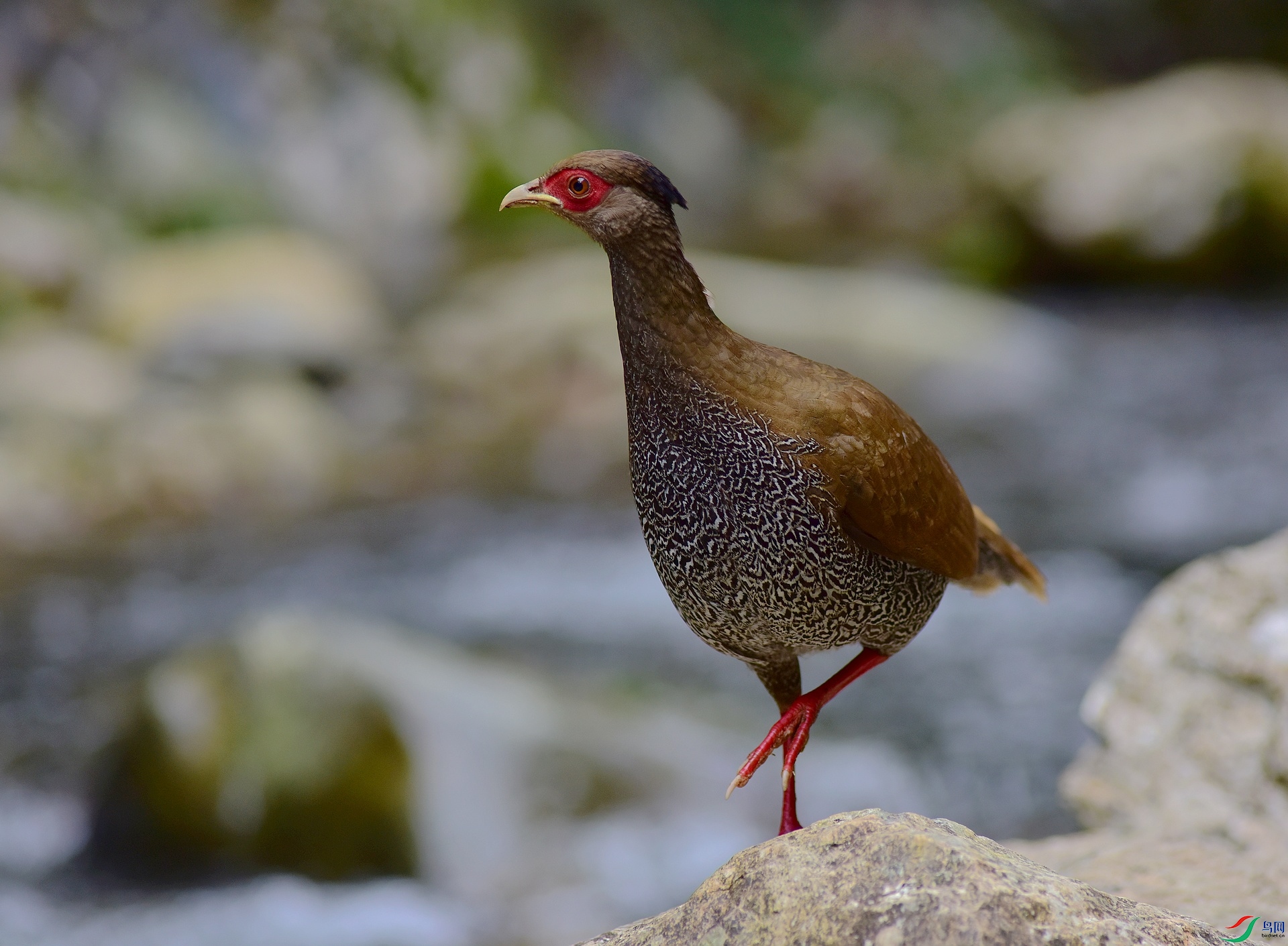 D8I_1204.jpg