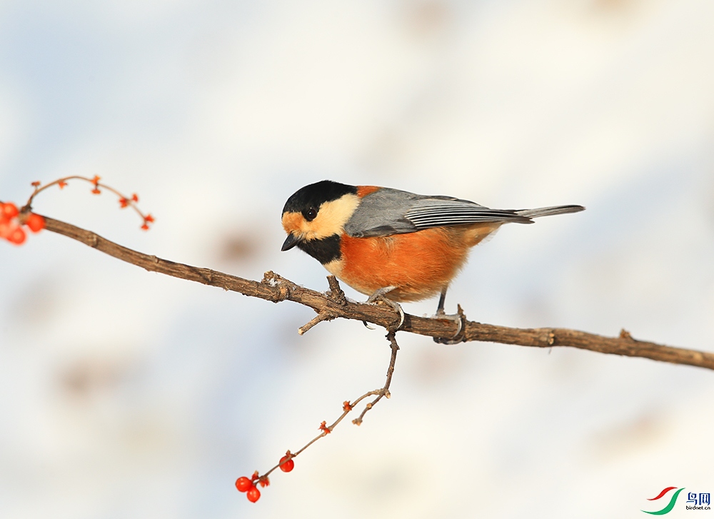 AD6T0253 - ����.JPG