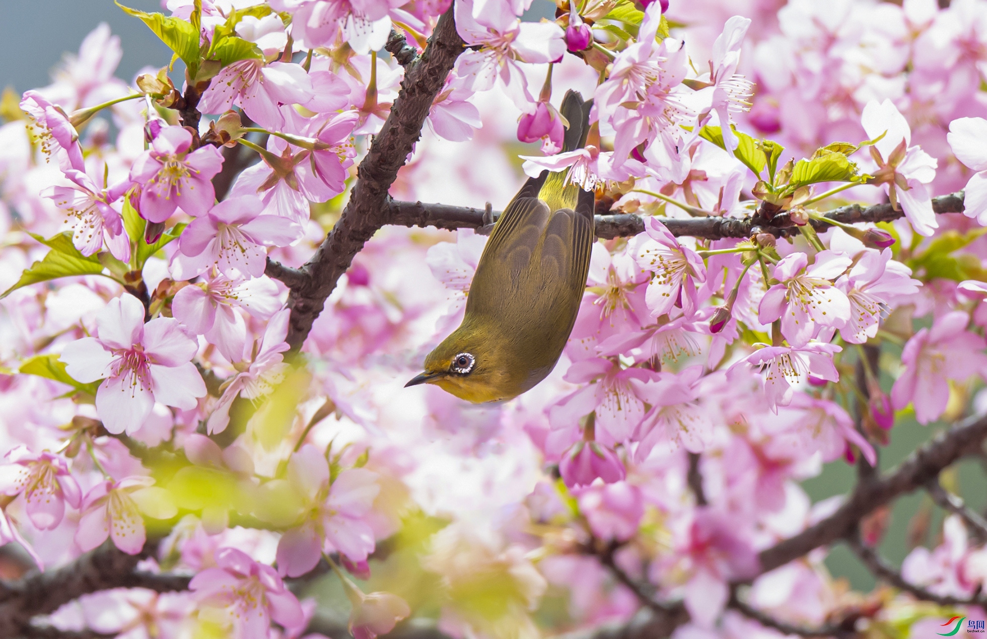 _DSC5866.jpg����.jpg��С ��.jpg