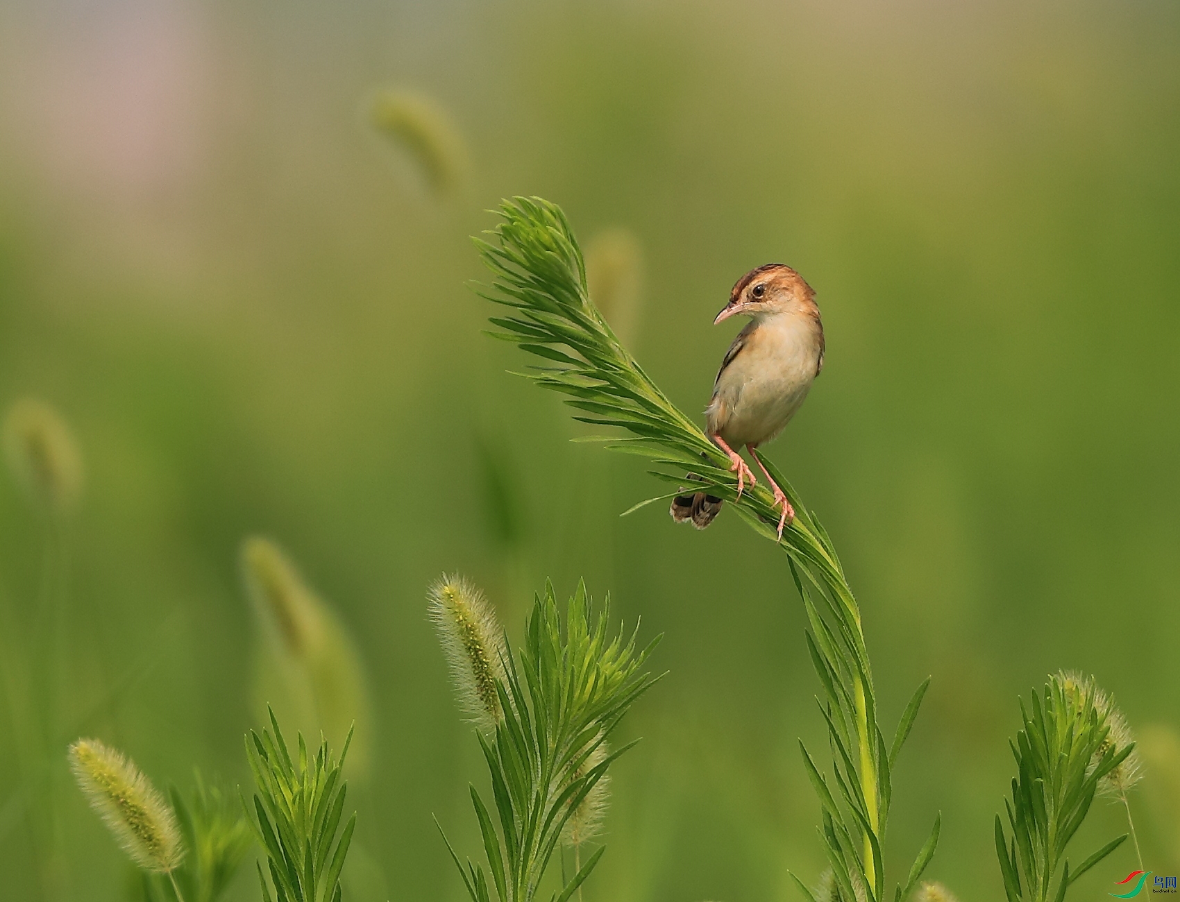 33AB7I0392 С���.JPG