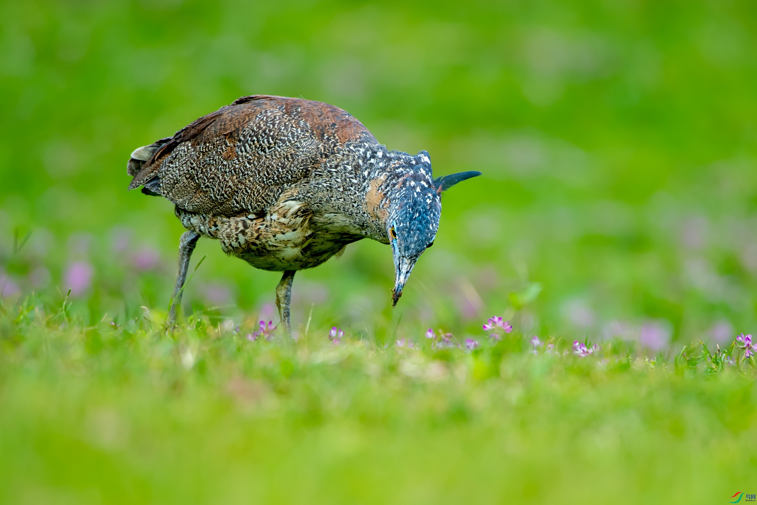 DSC_9487.jpg
